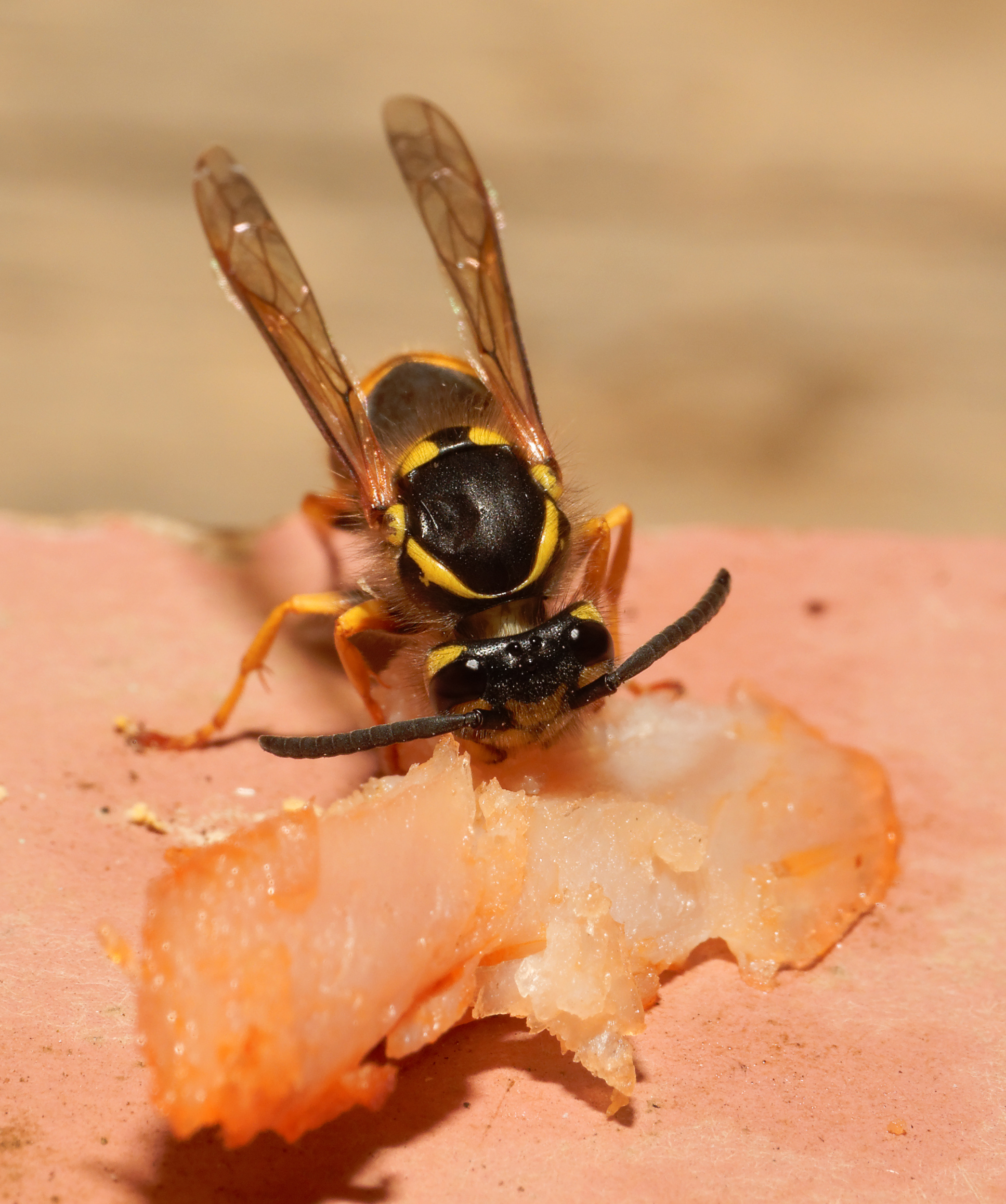 2015-07-23 19-50-09 vespula