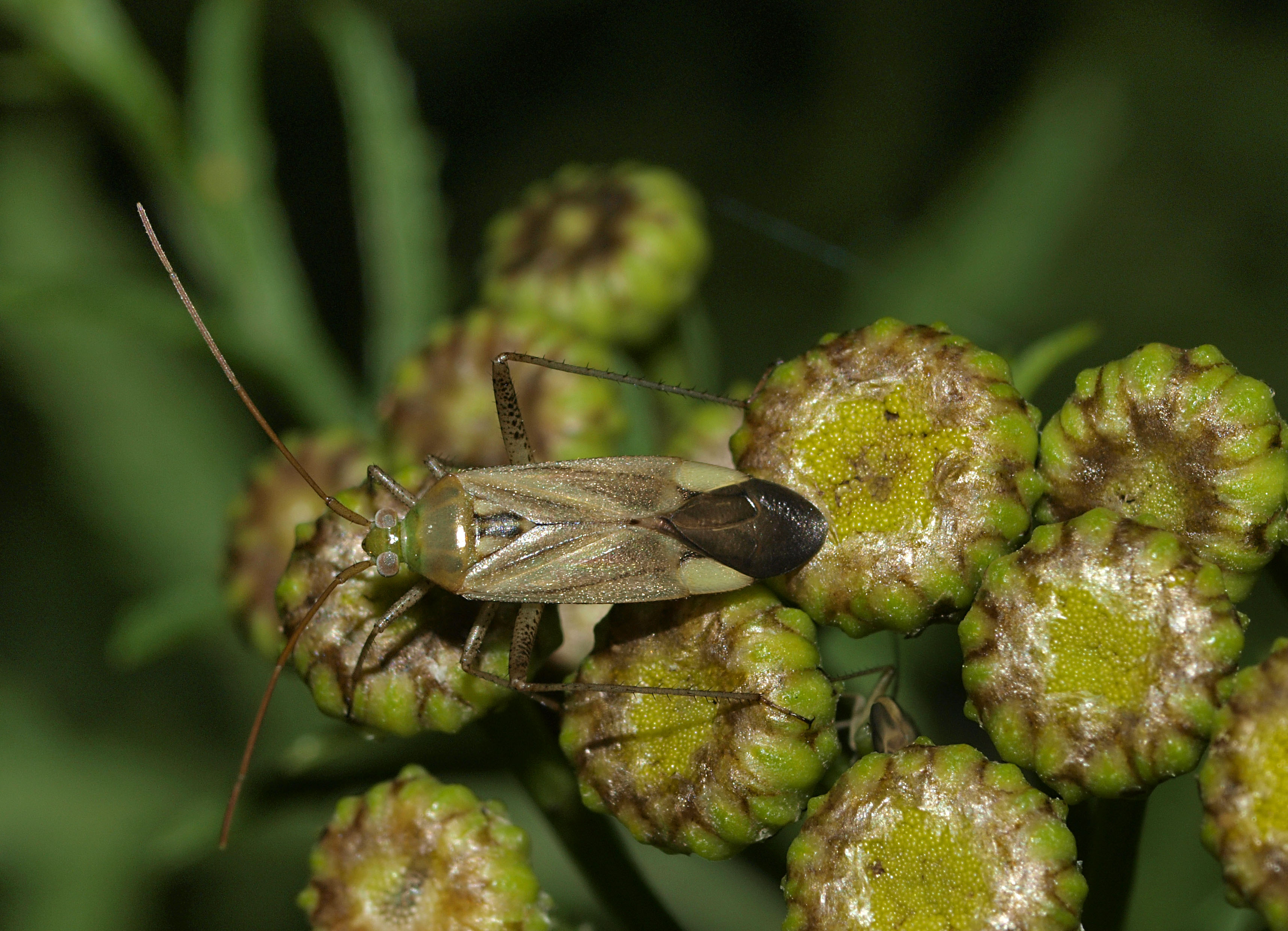 Adelphocoris lineolatus (16550091205)