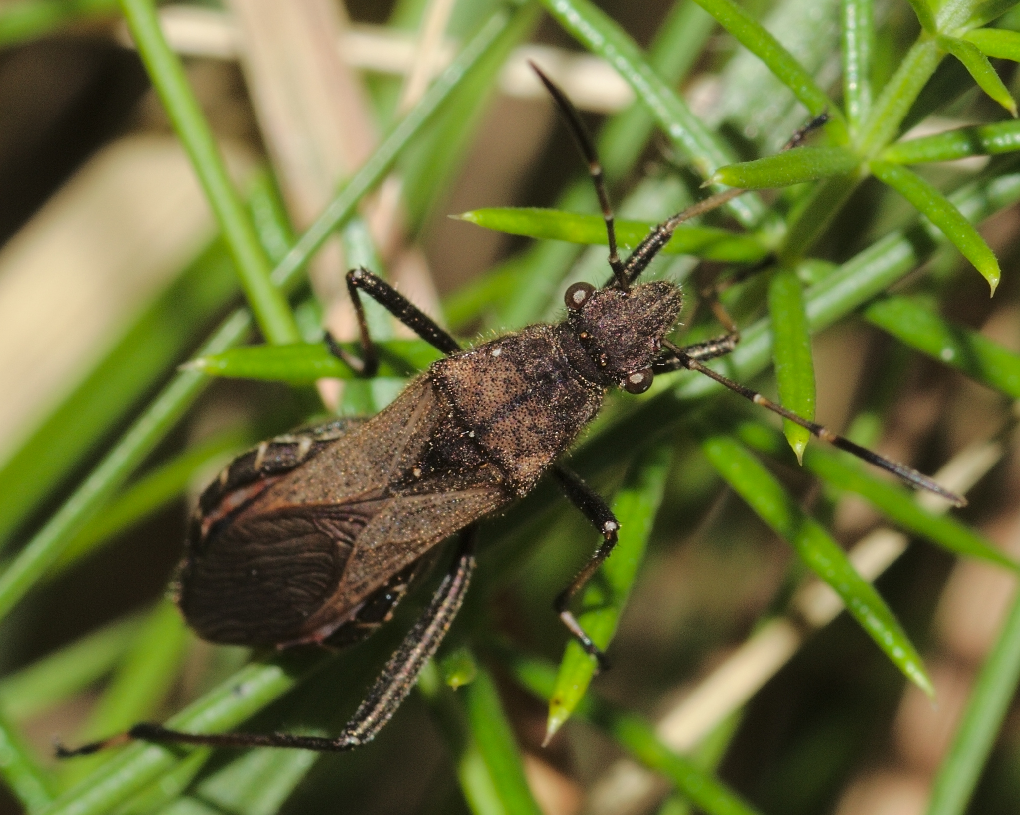 Alydus calcaratus Oftersheim