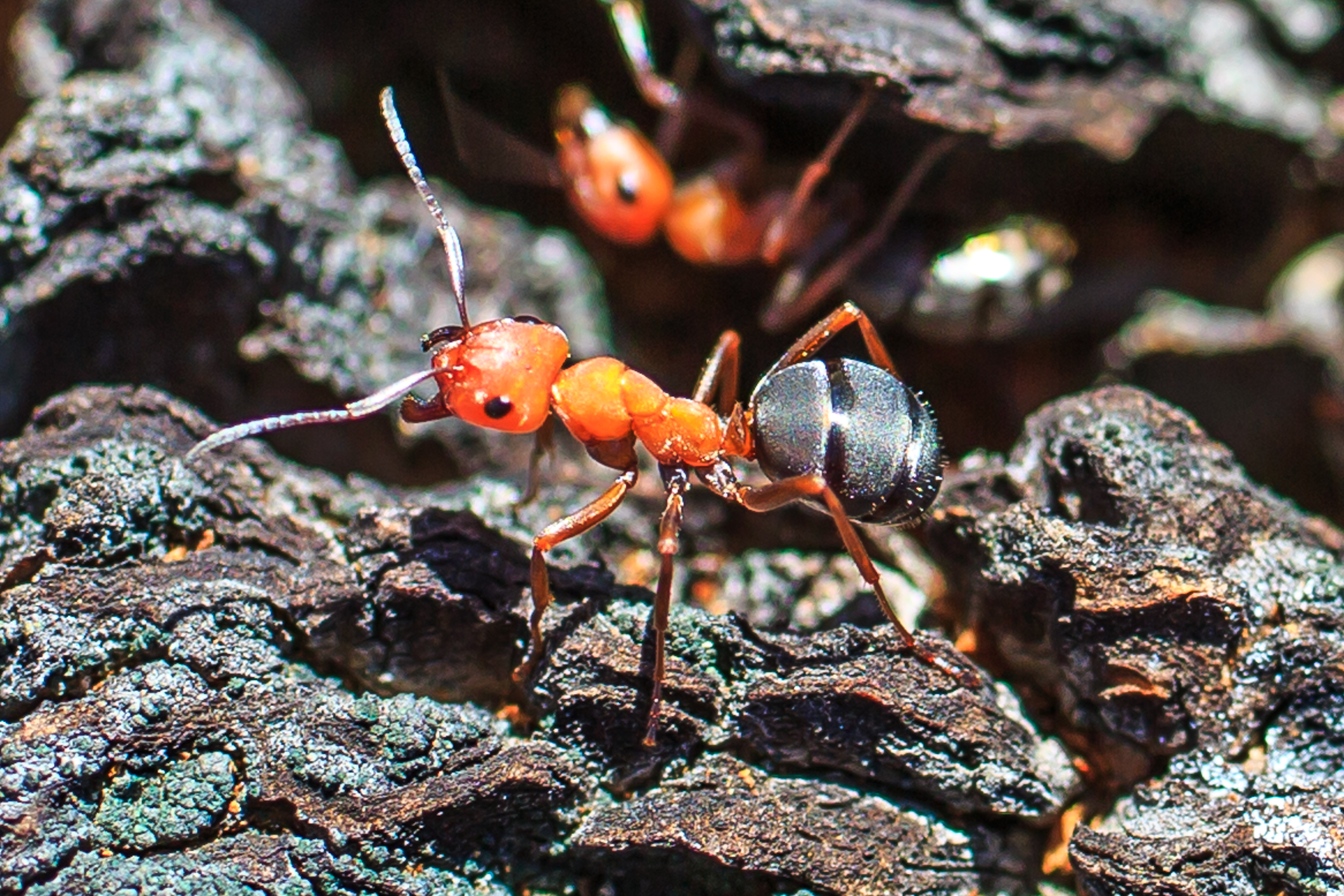 Ant close-up (8466094607)