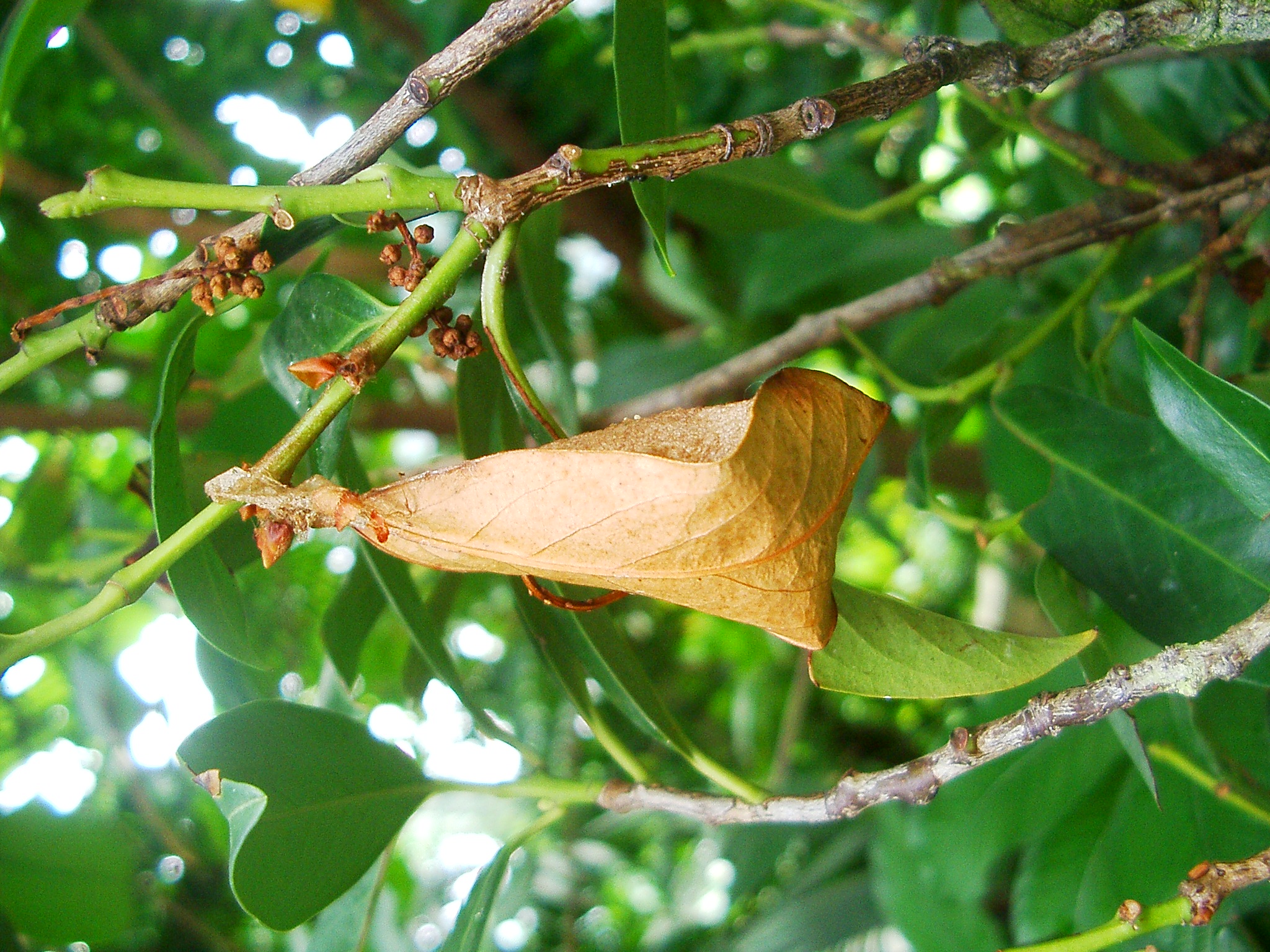 Attacus atlas-botanical-garden-of-bern 27