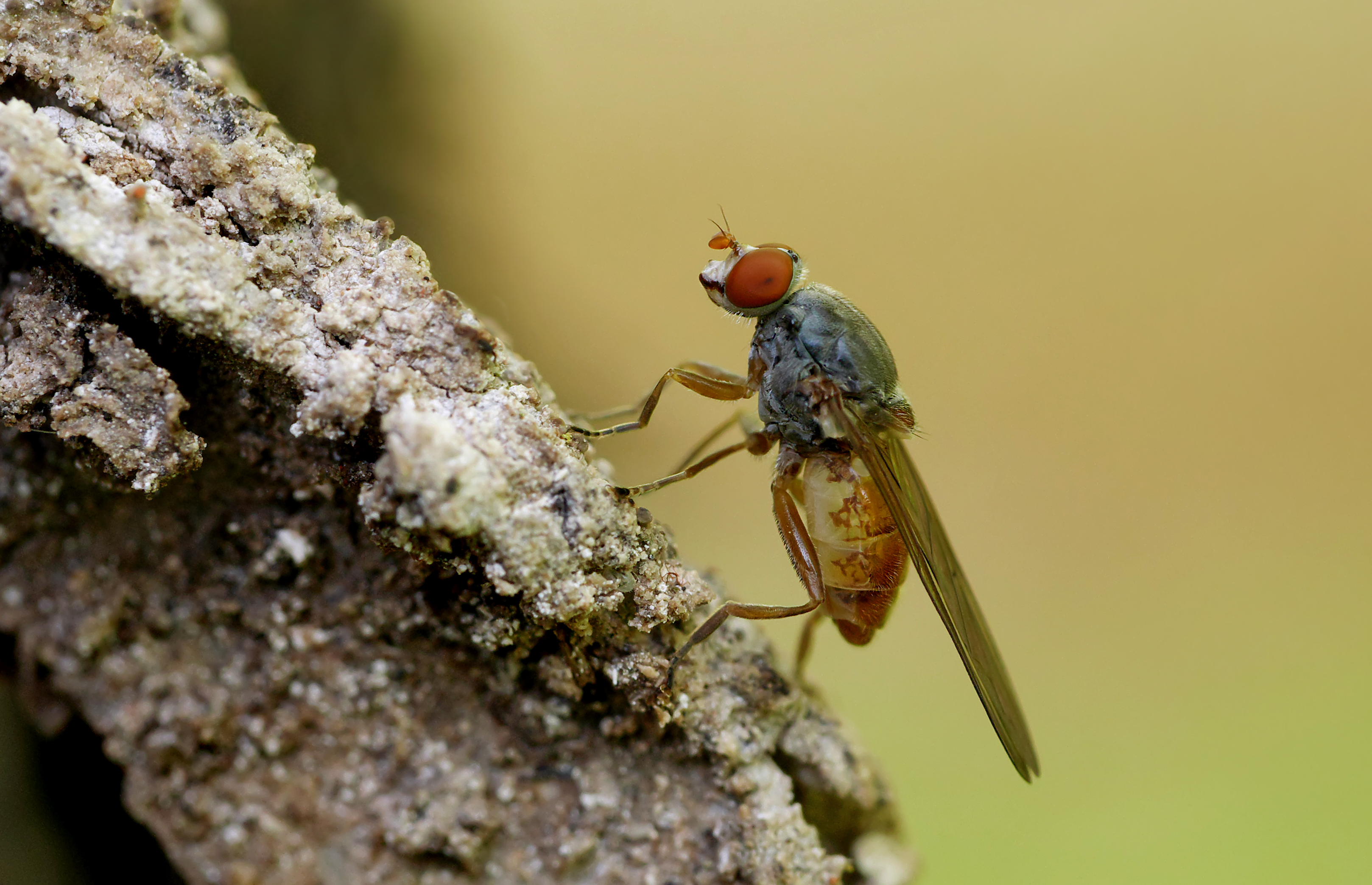 Brachyopa insensilis, Parc de Woluwé, Brussels (27356007024)