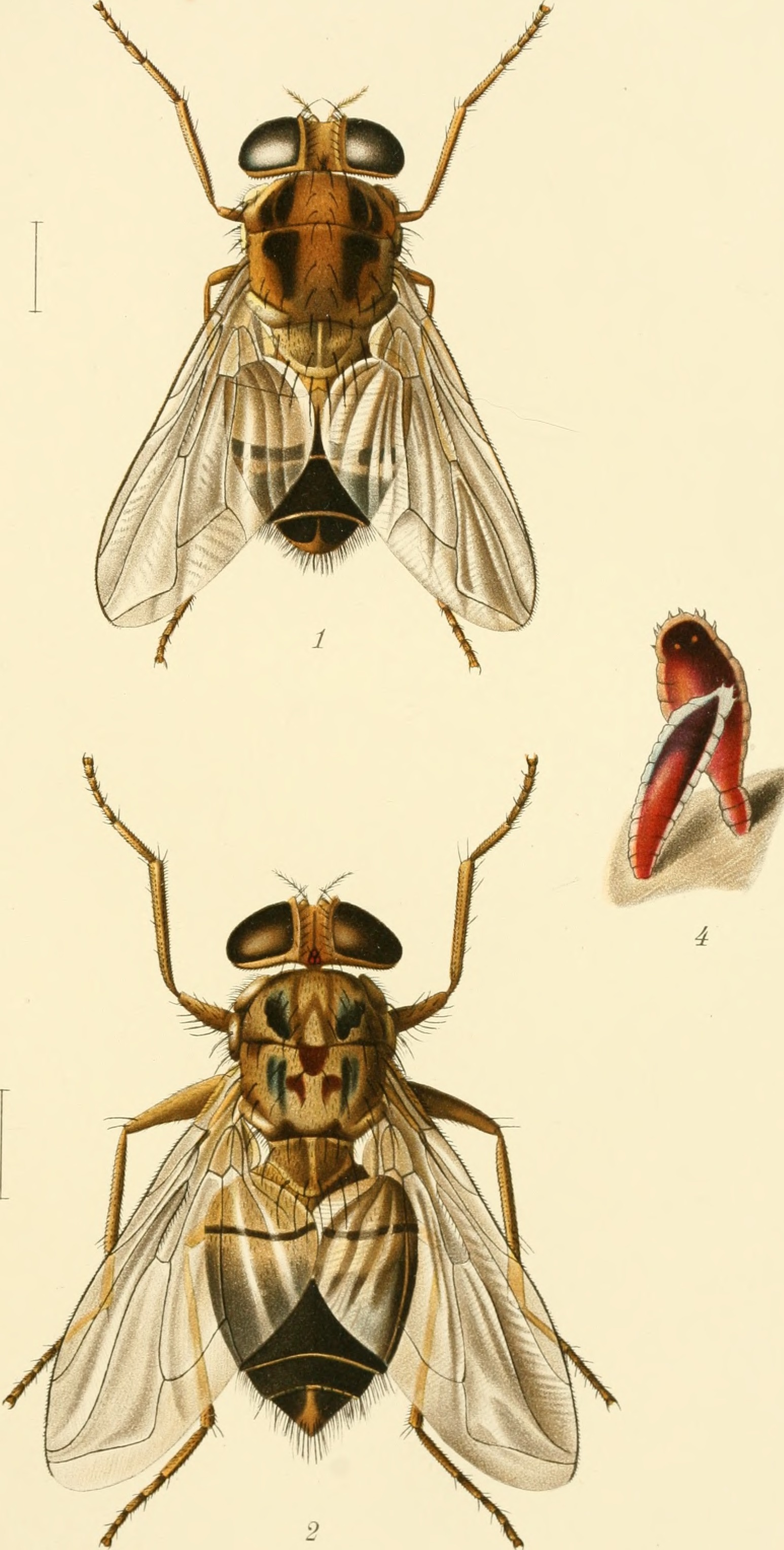 Bulletin biologique de la France et de la Belgique (1869) (20421504402)