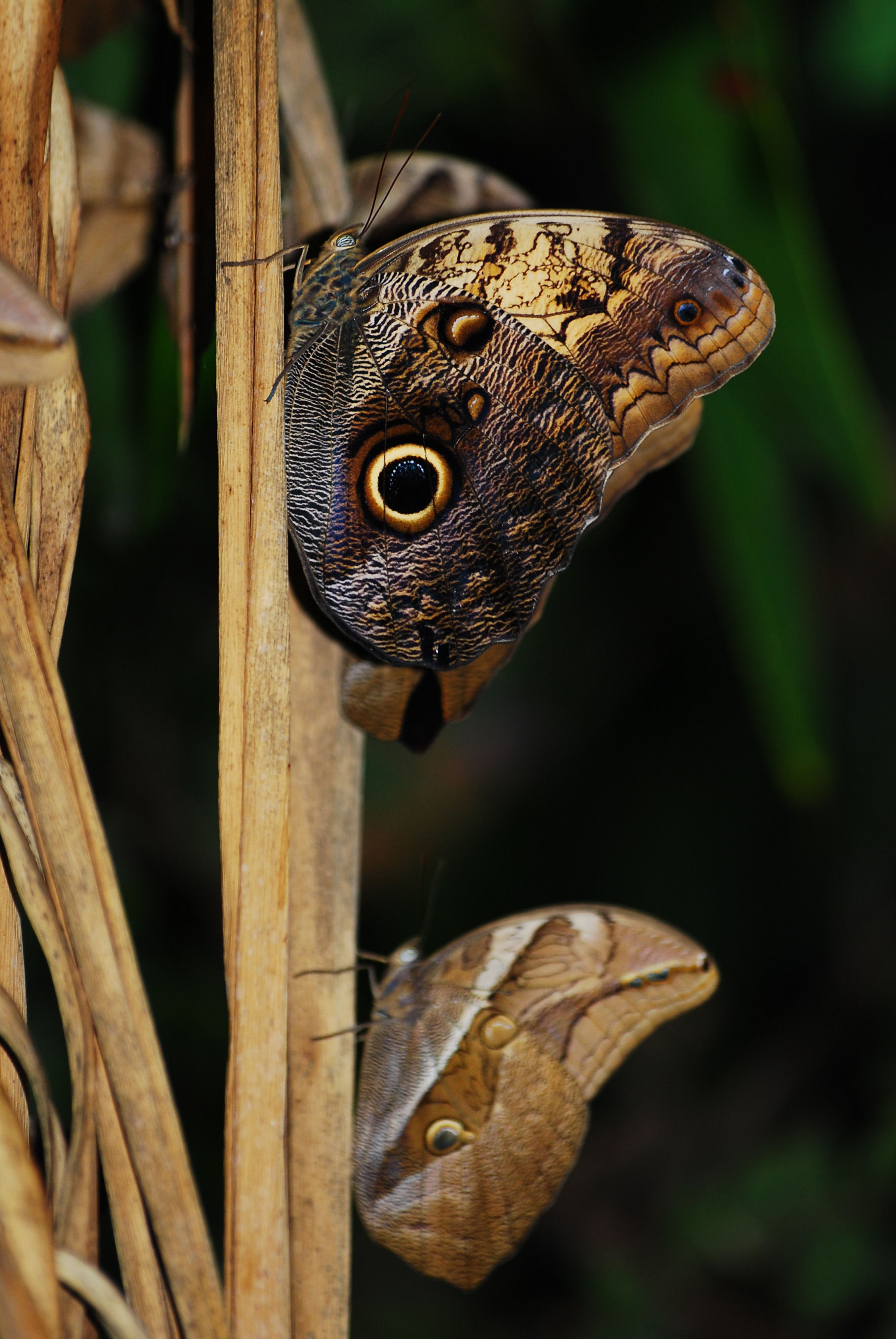 Caligo memnon 003