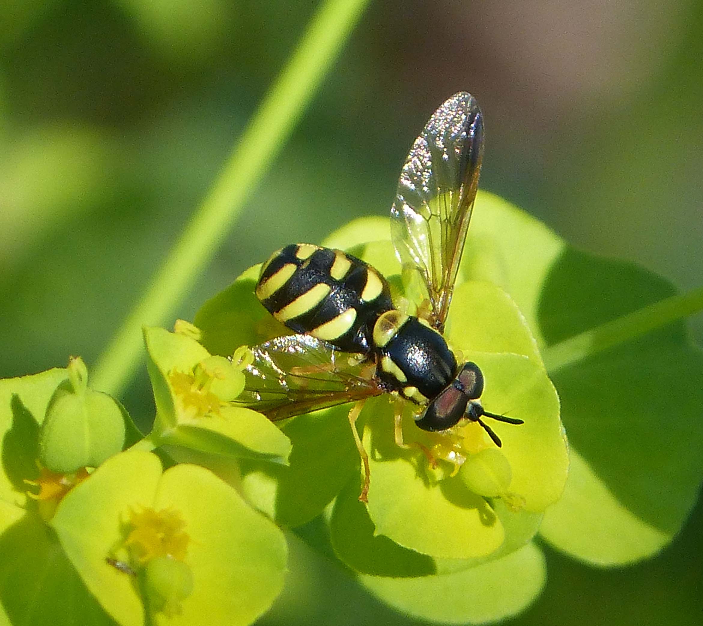 Chrysotoxum species - Flickr - gailhampshire (1)