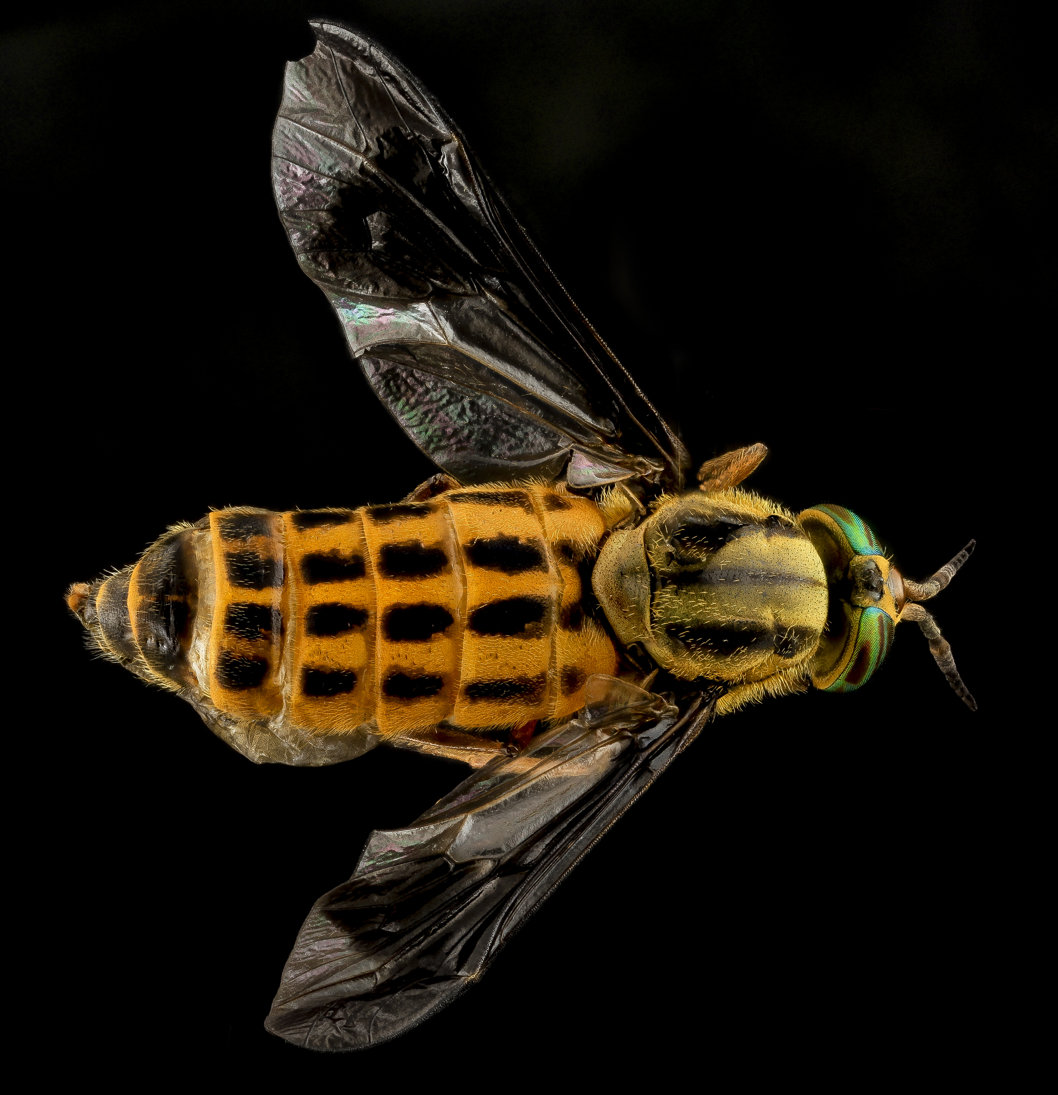 Deer Fly 2, U, Back, MD, PG County 2013-07-02-18.12.28 ZS PMax (9198301501)