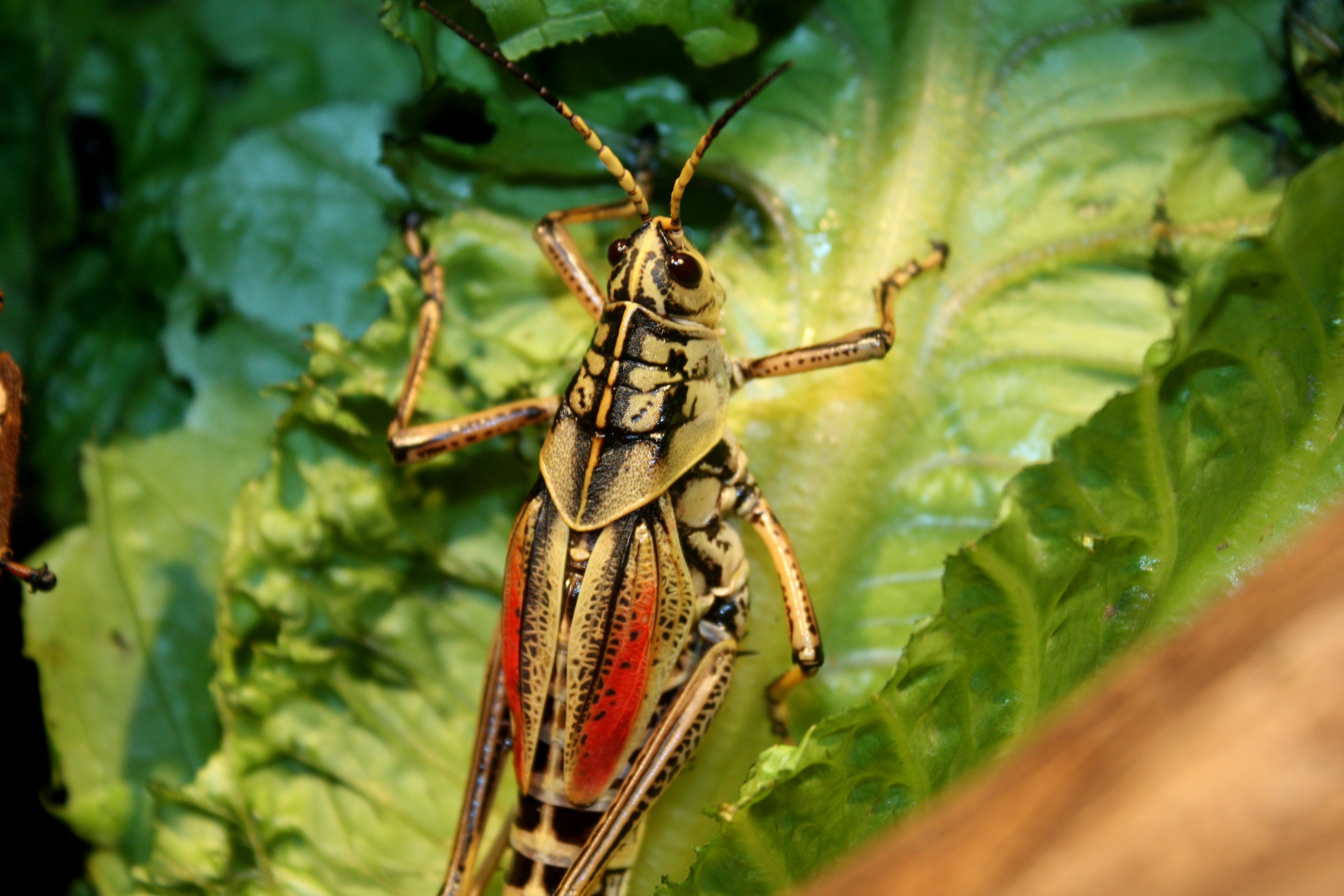 EasternLubberGrasshoper RomaleaMicroptera