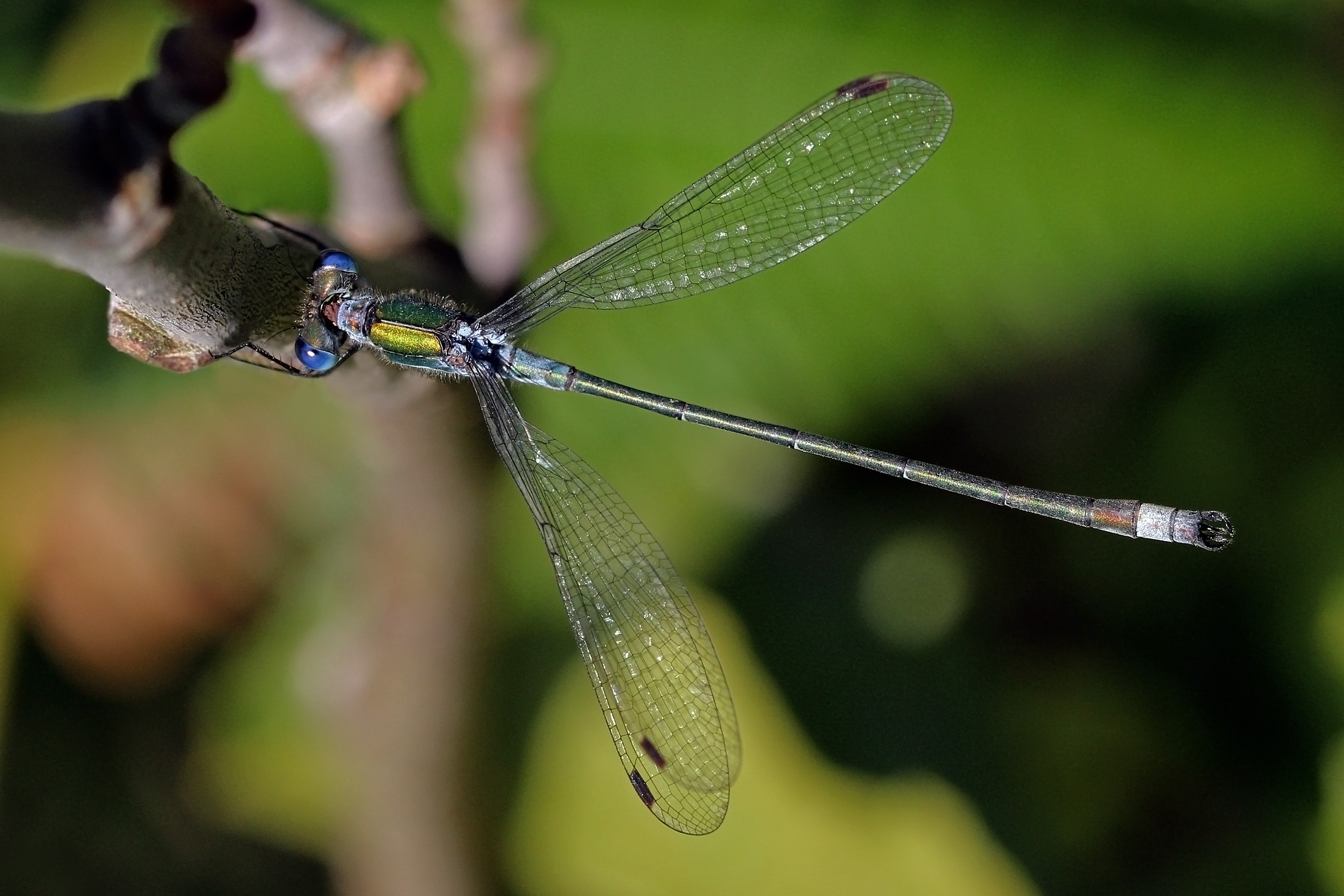 Emerald damselfly (Lestes sponsa) male 2