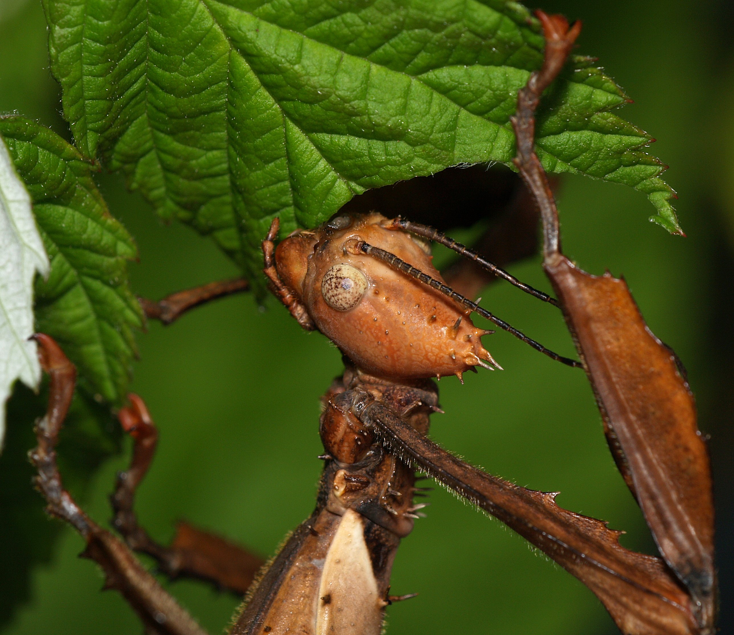 Female.extatosoma.tiaratum.feeding