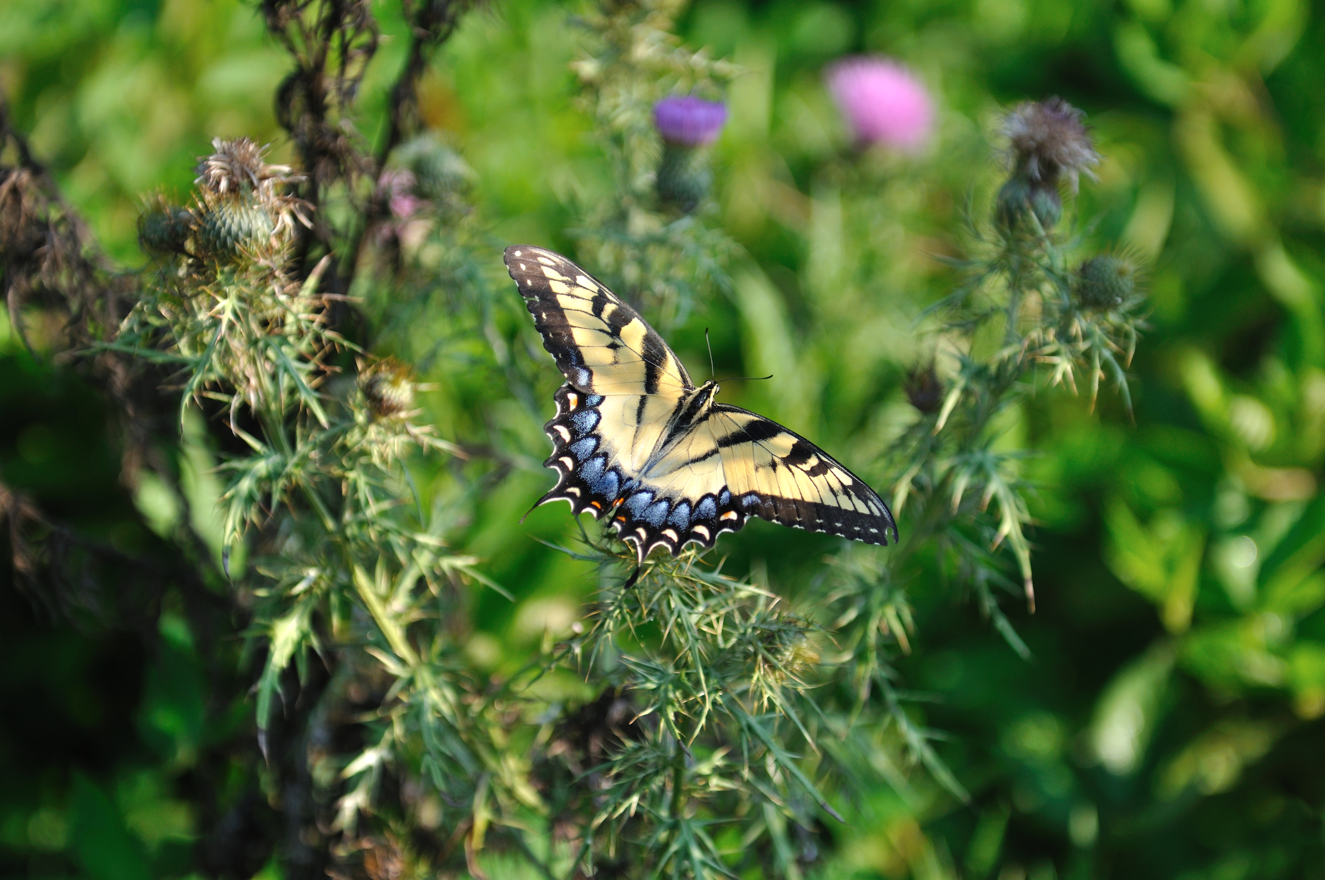 Female Eastern Tiger Swallowtail