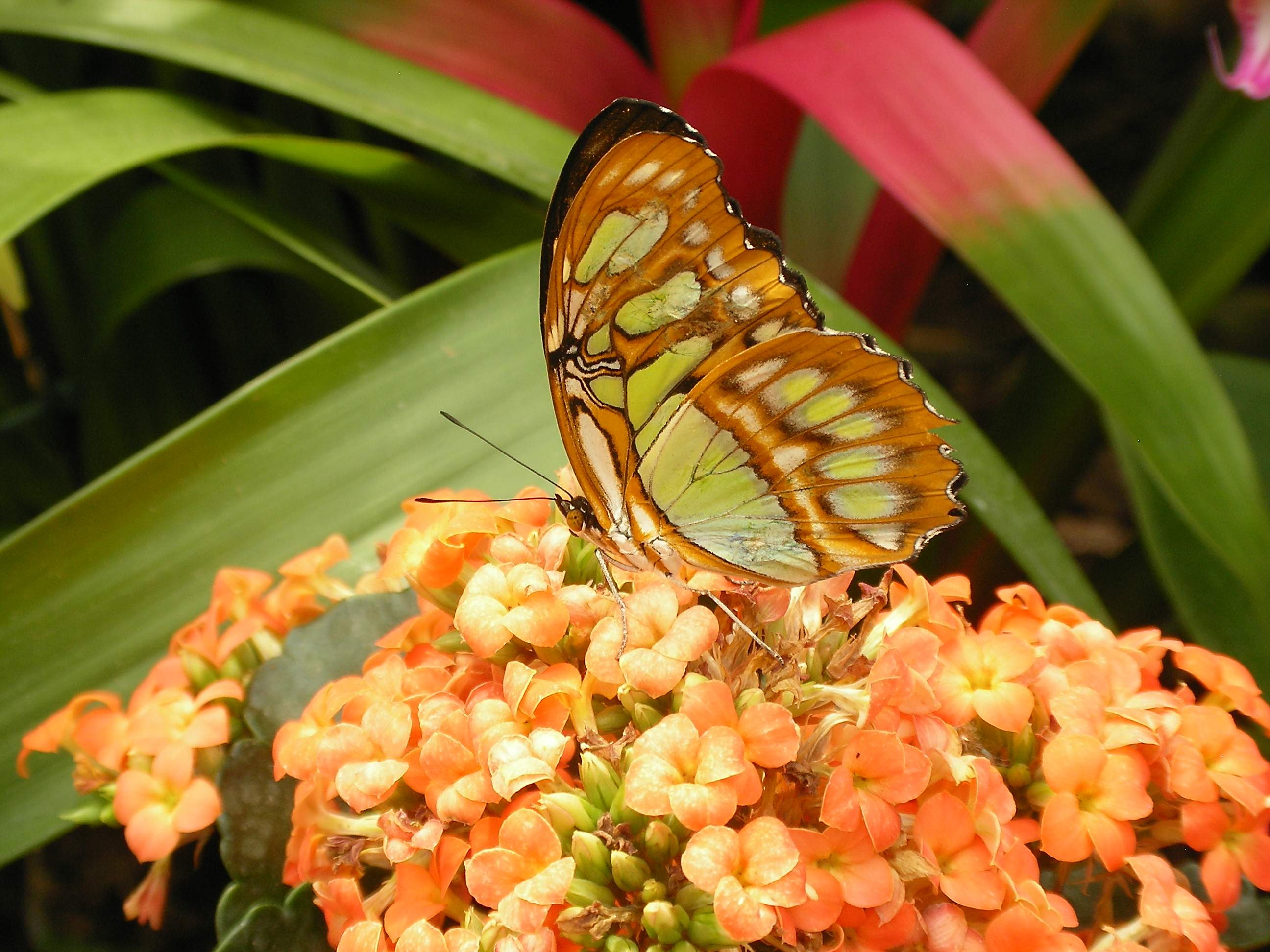 Fleur et papillon (animal) (08)