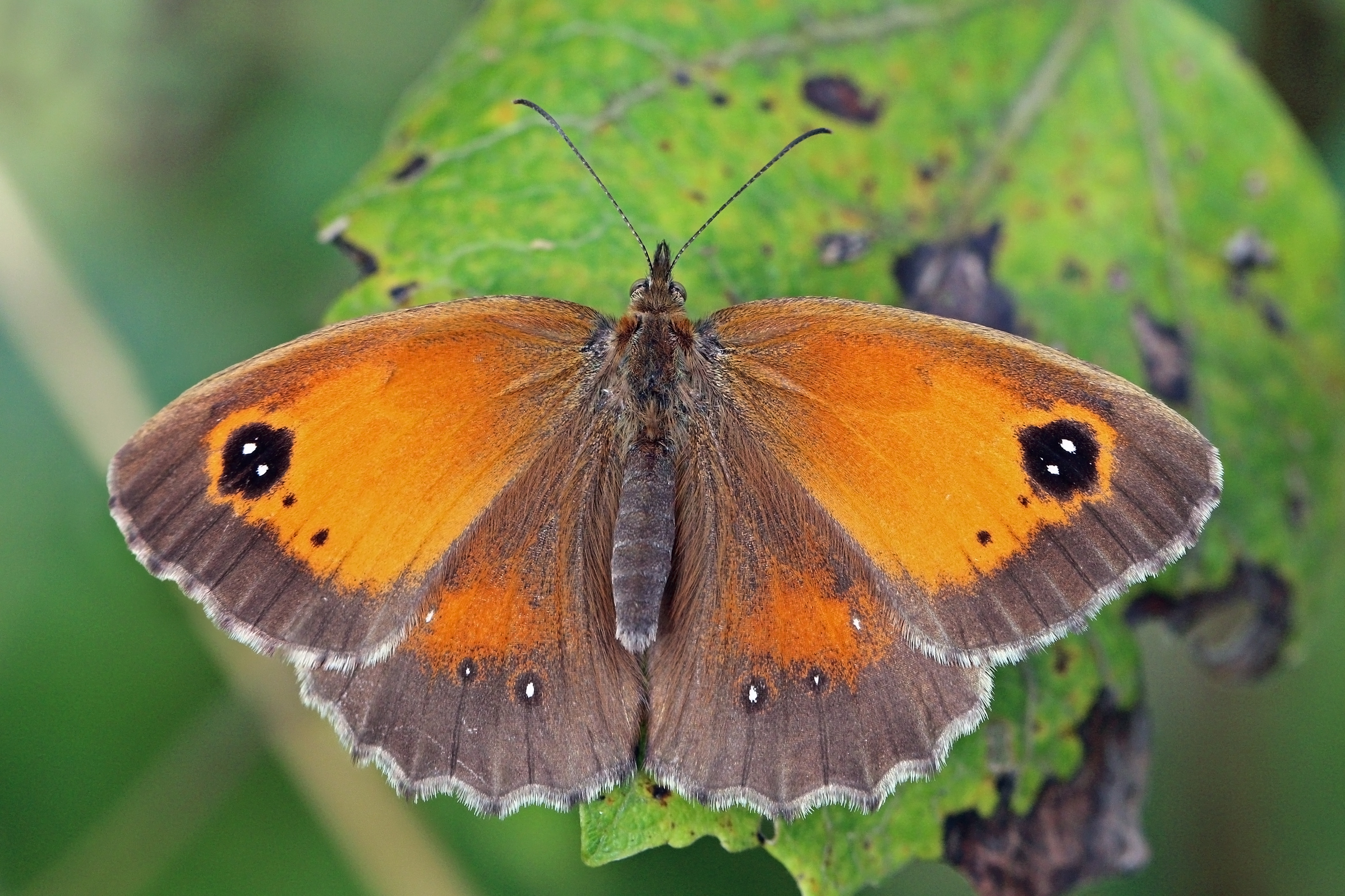 Gatekeeper (Pyronia tithonus) female ab. excessa