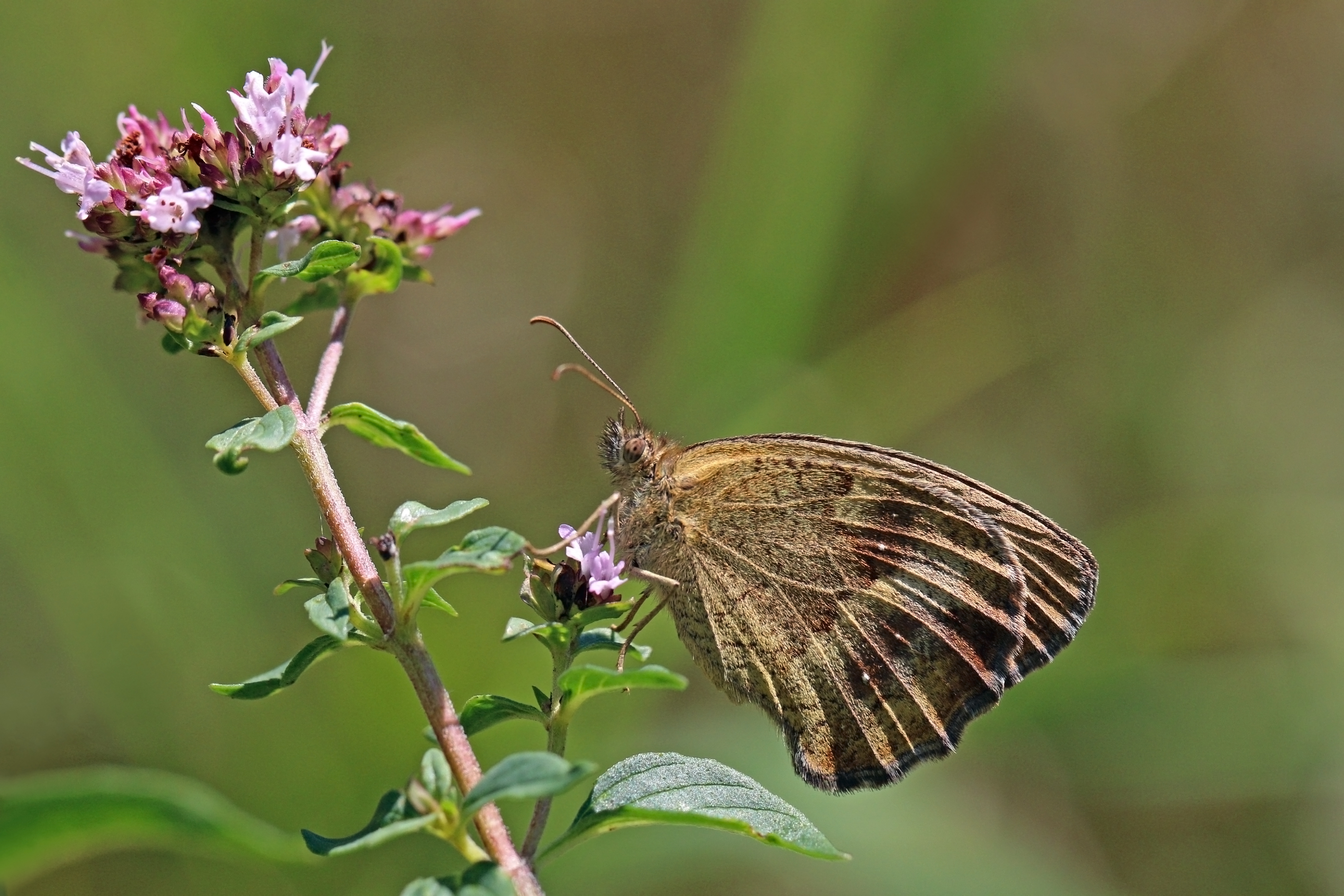 Gatekeeper (Pyronia tithonus) underside Bulgaria