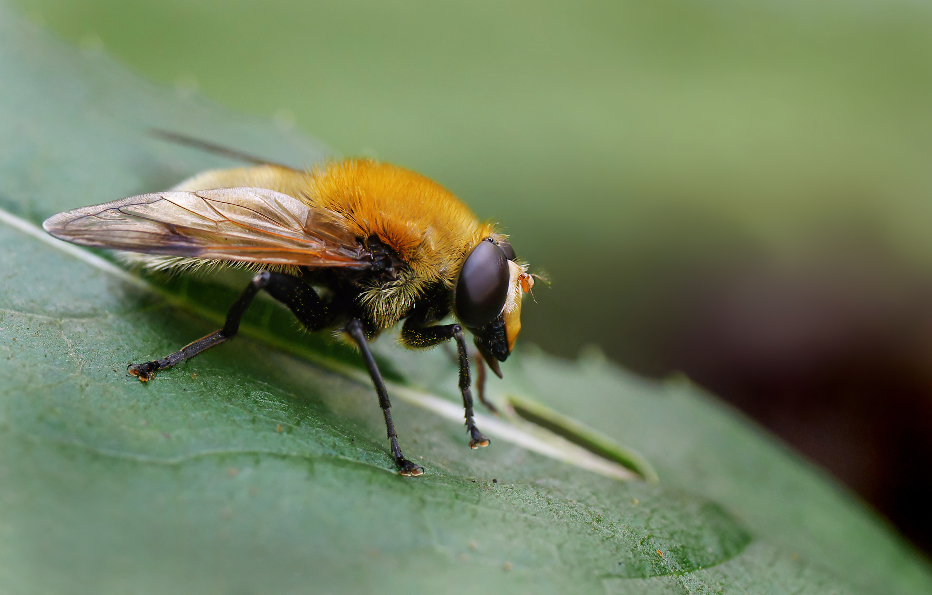 Gelbbraune Gebirgsschwebfliege (Arctophila superbiens), Vallée du Bayehon, Ovifat, Ostbelgien (29192433552)