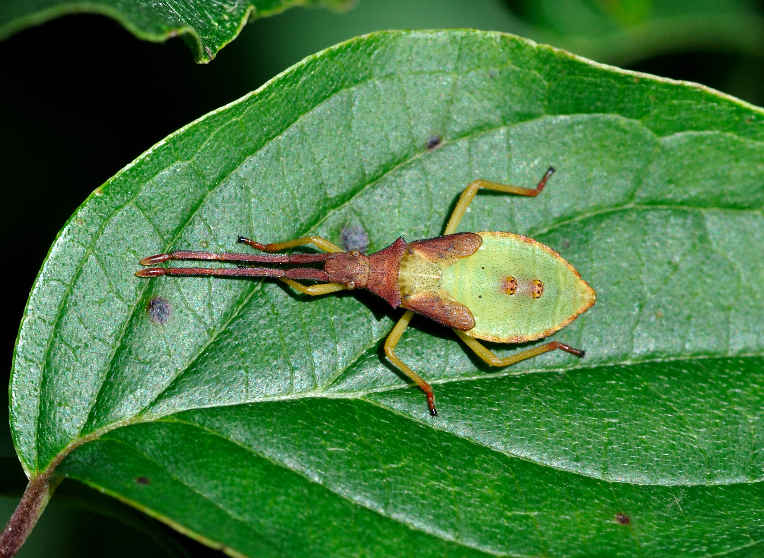 Gonocerus acuteangulatus qtl1