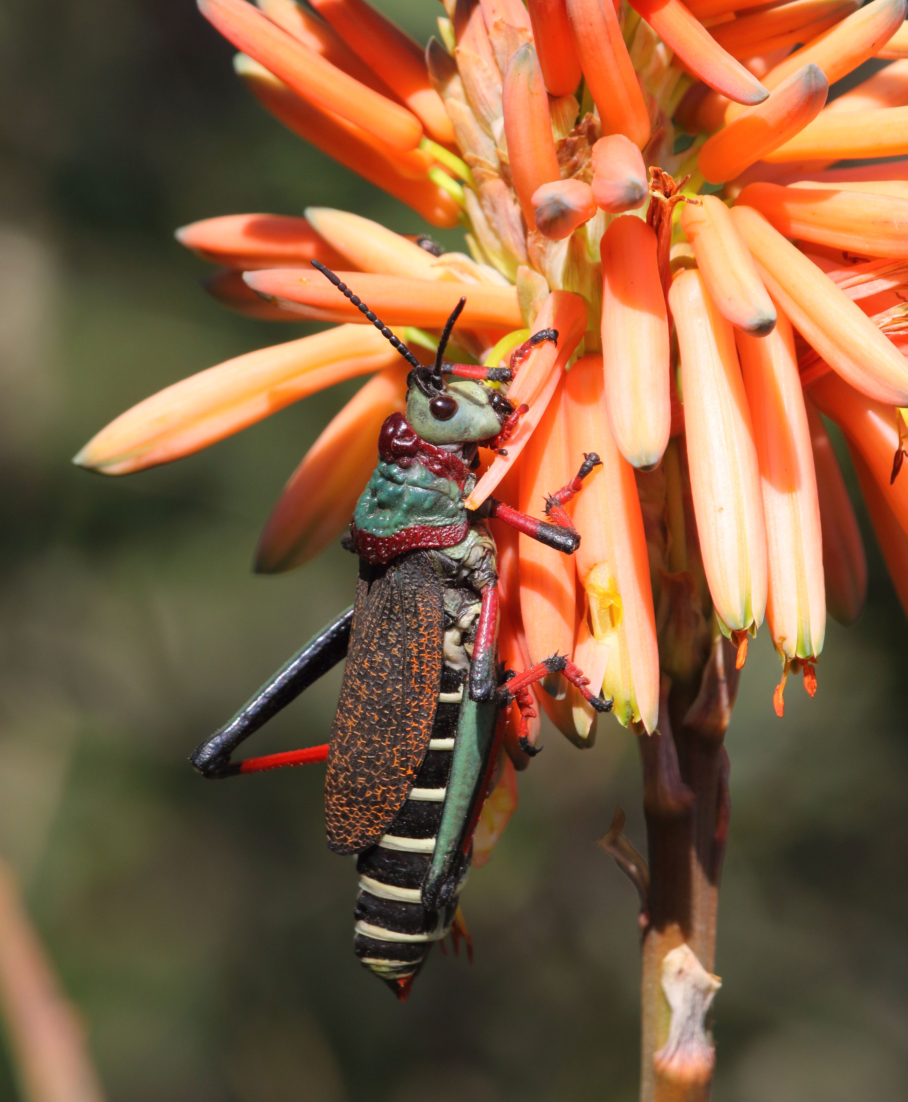 Grasshopper 2017 07 02 0352