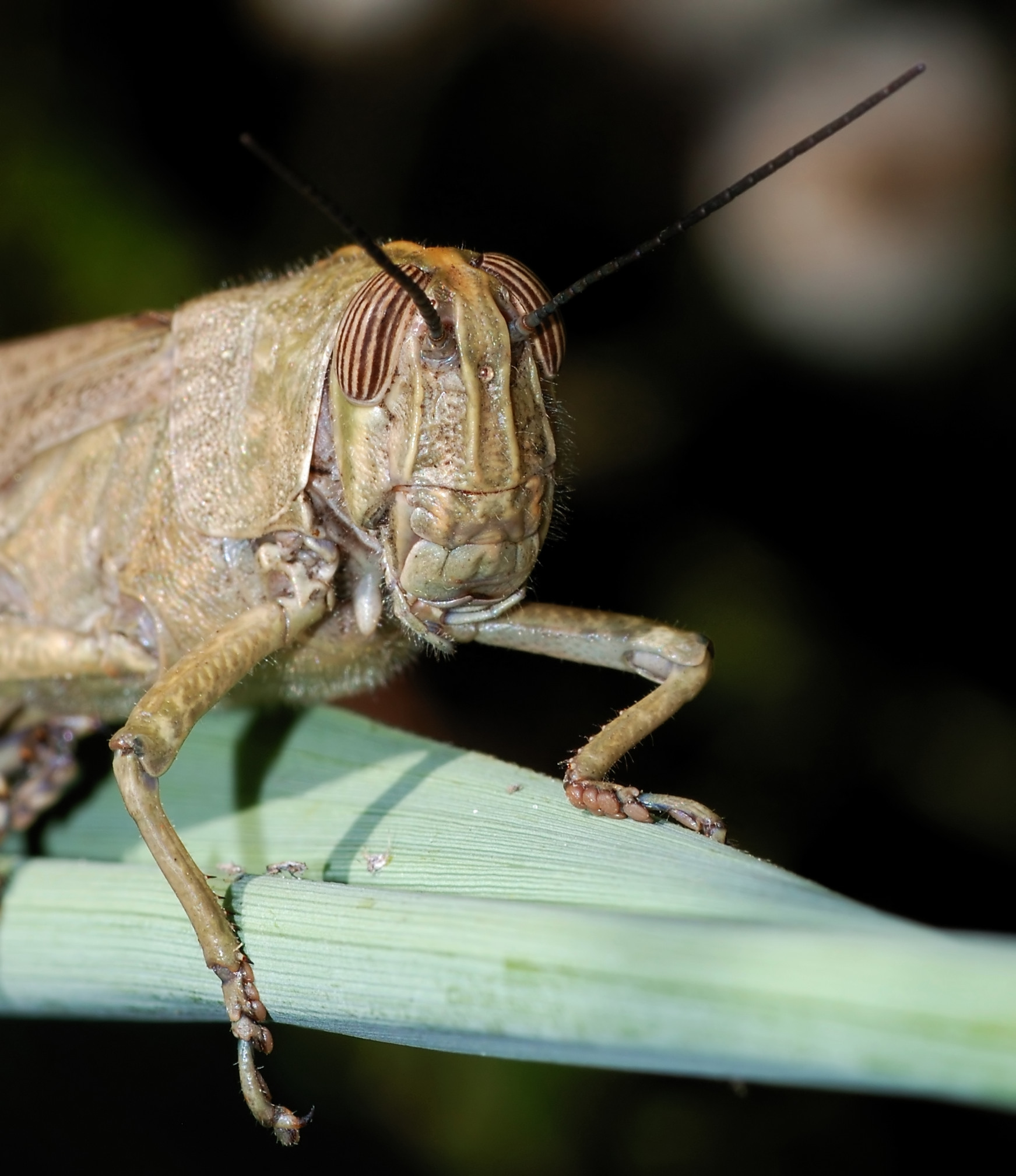 Grasshopper June 2008-2