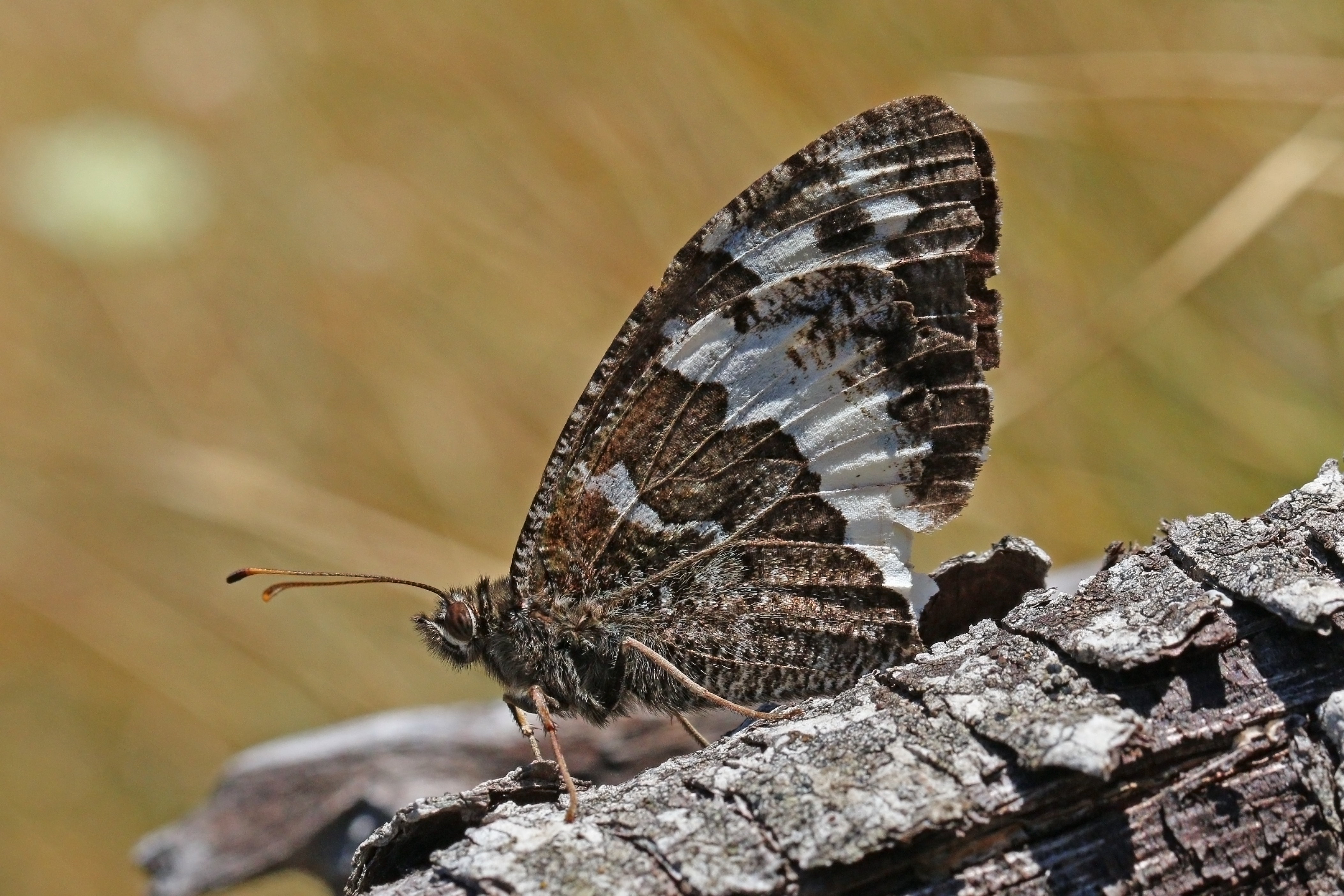 Great banded grayling (Brintesia circe) Macedonia