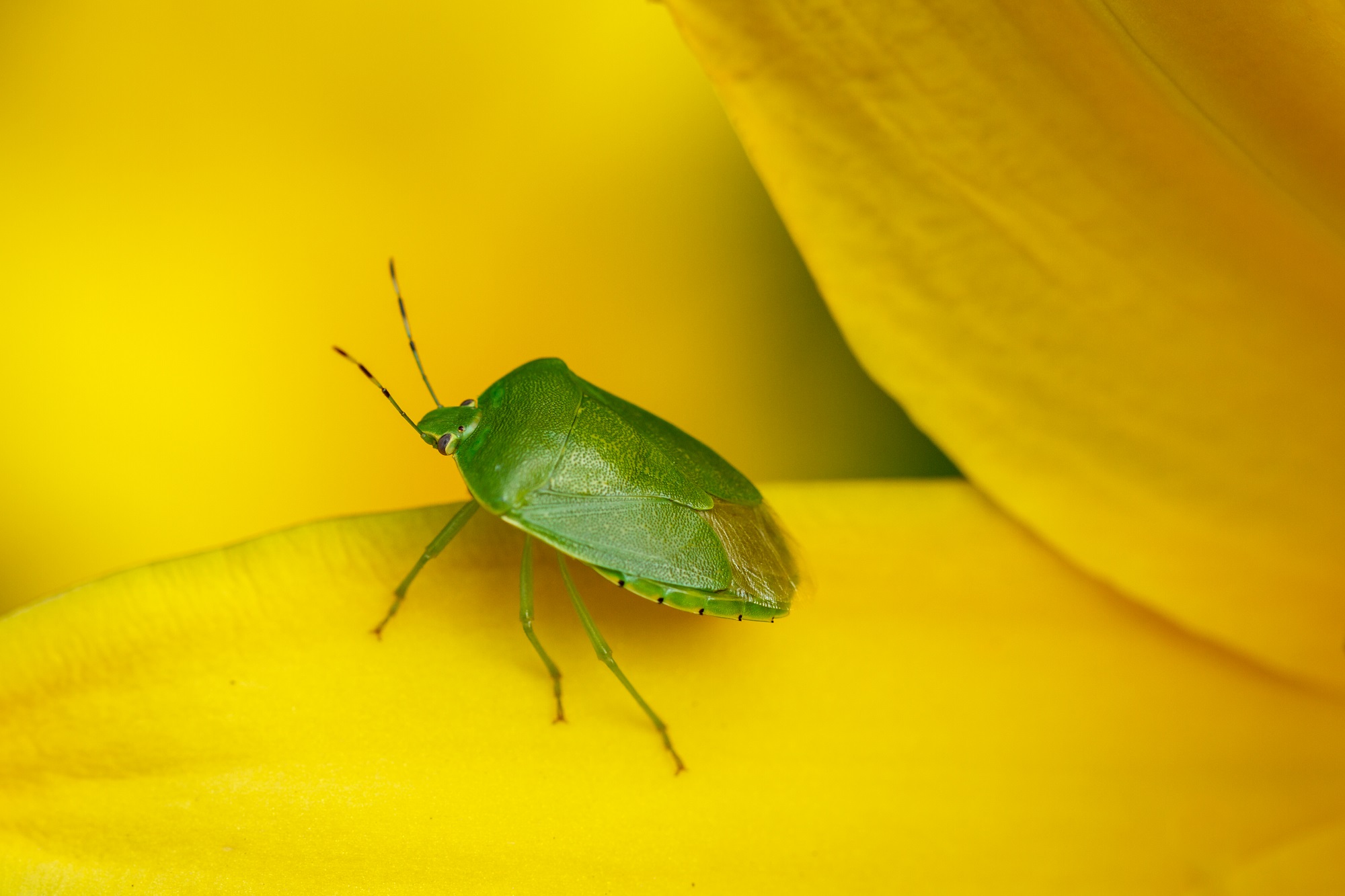 Green Stink Bug