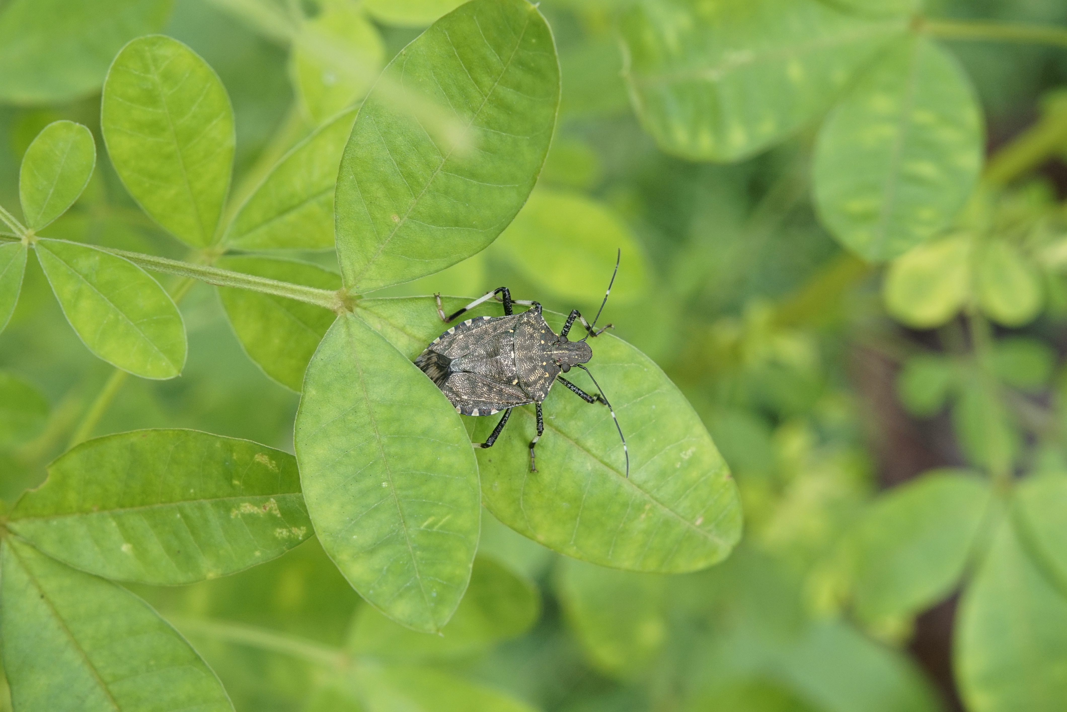 Halyomorpha sp (Pentatomidae) 3008