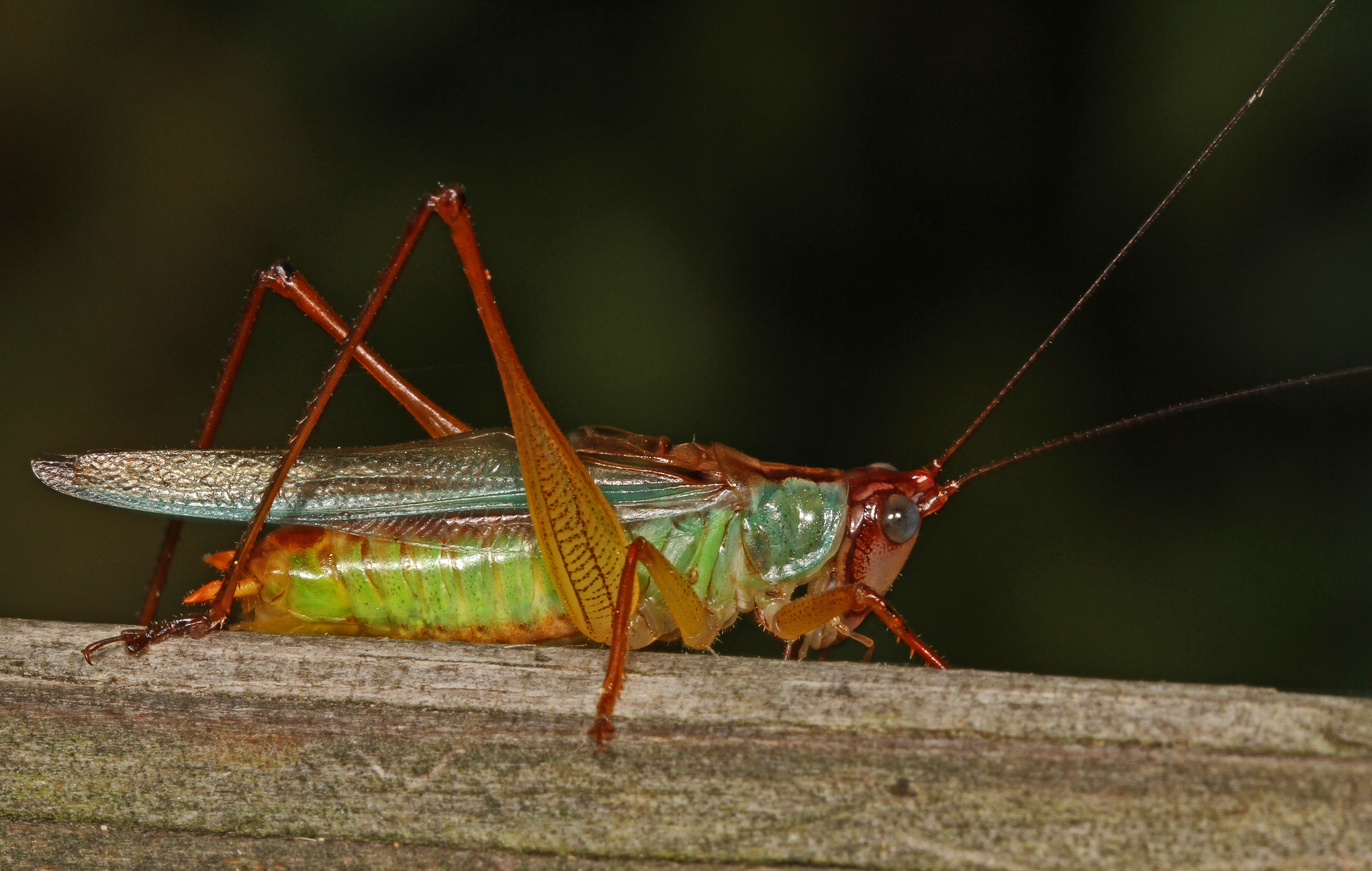 Катидид. Кузнечиковые Tettigoniidae. Кузнечики Siliquofera Grandis. Red headed Meadow Katydid.