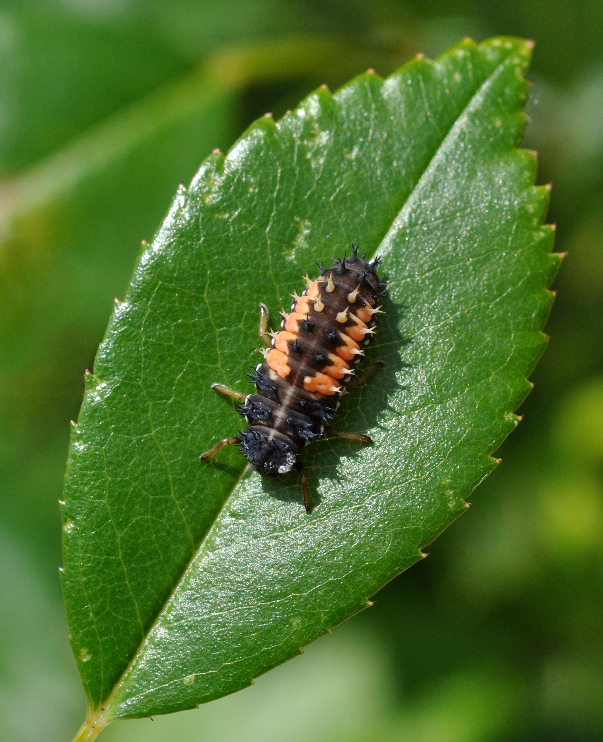 Harmonia axyridis qtl1