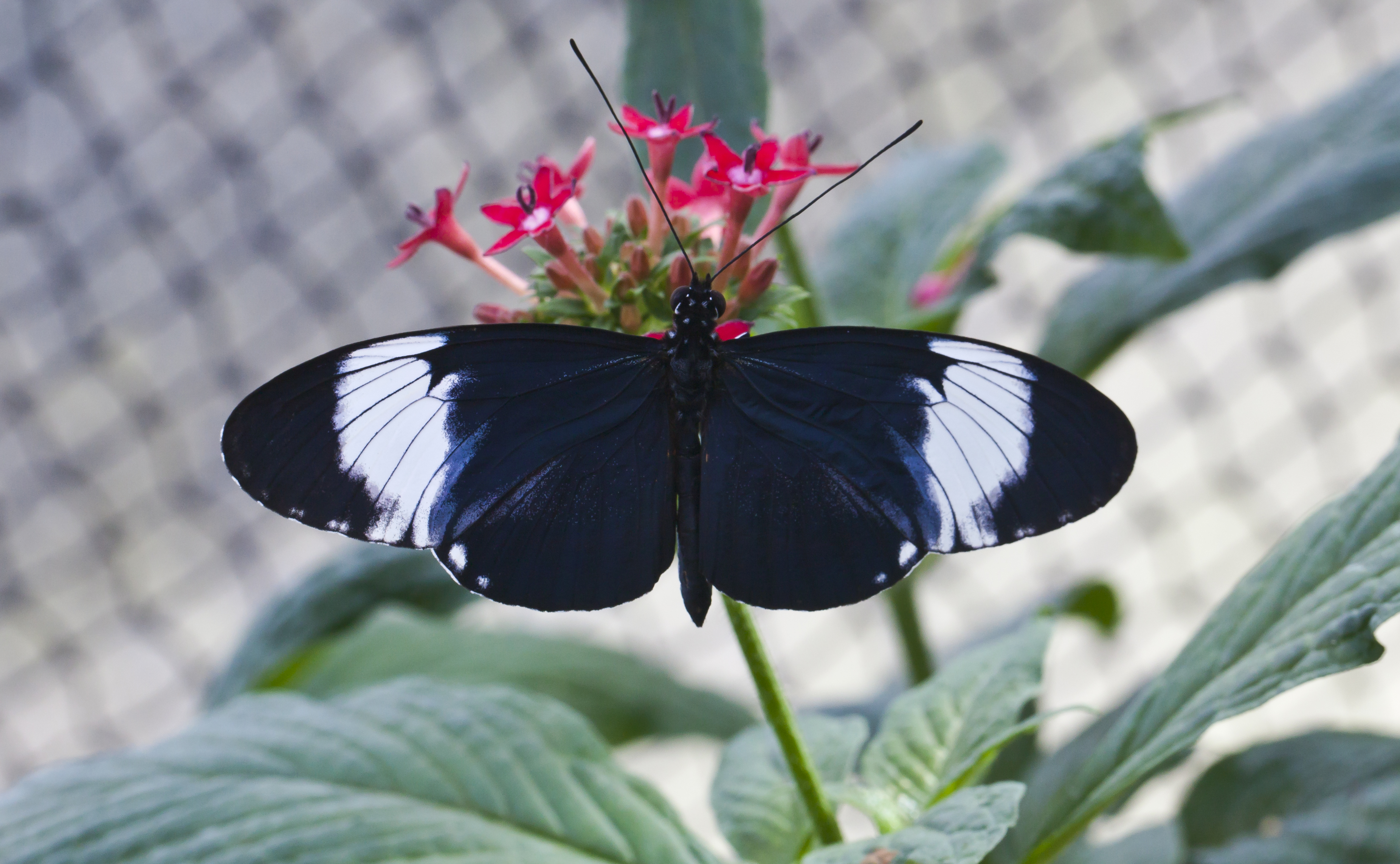 Heliconius cydno, Jardín Botánico de Múnich, Alemania, 2013-01-27, DD 01