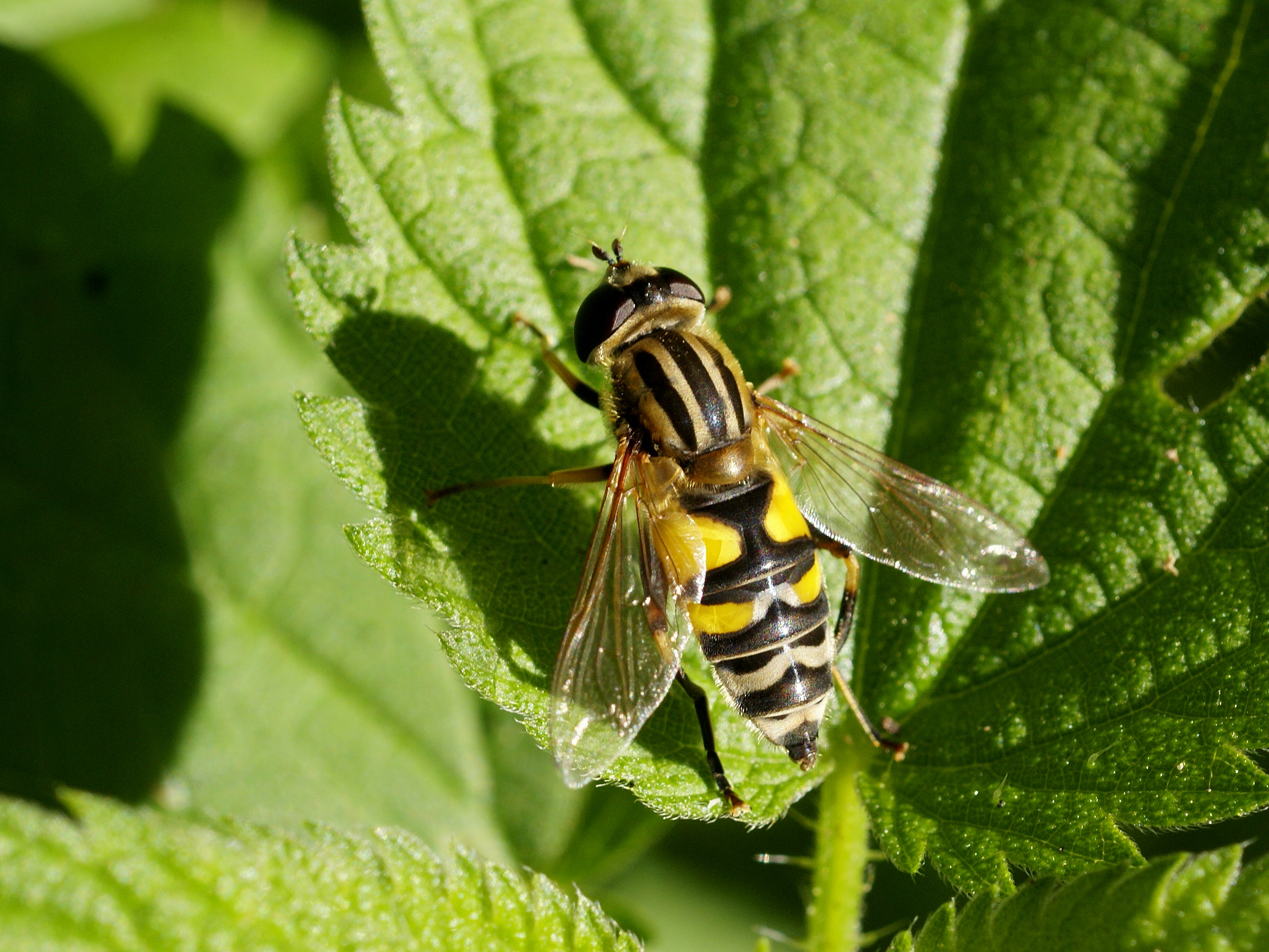 Helophilus trivittatus