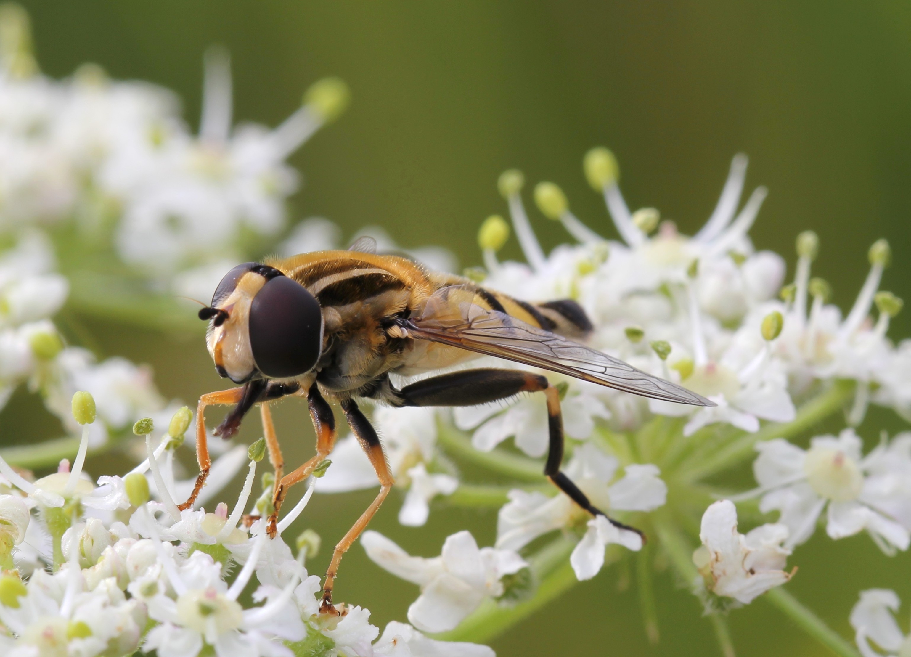 Helophilus trivittatus, Enfield, UK