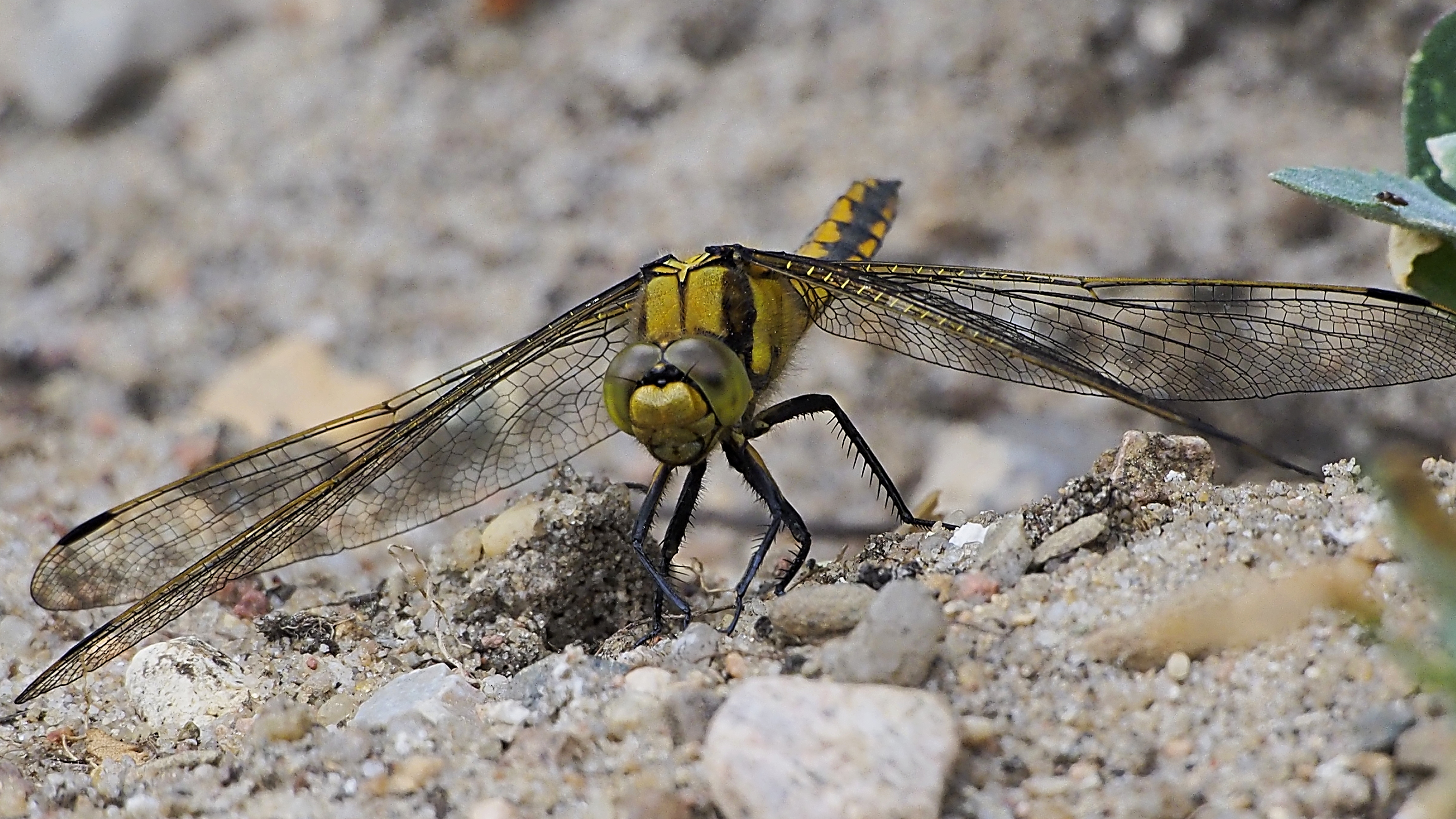 Herrensee Blaupfeil female Orthetrum cancellatum 160529-1104 Herrensee SOOCx