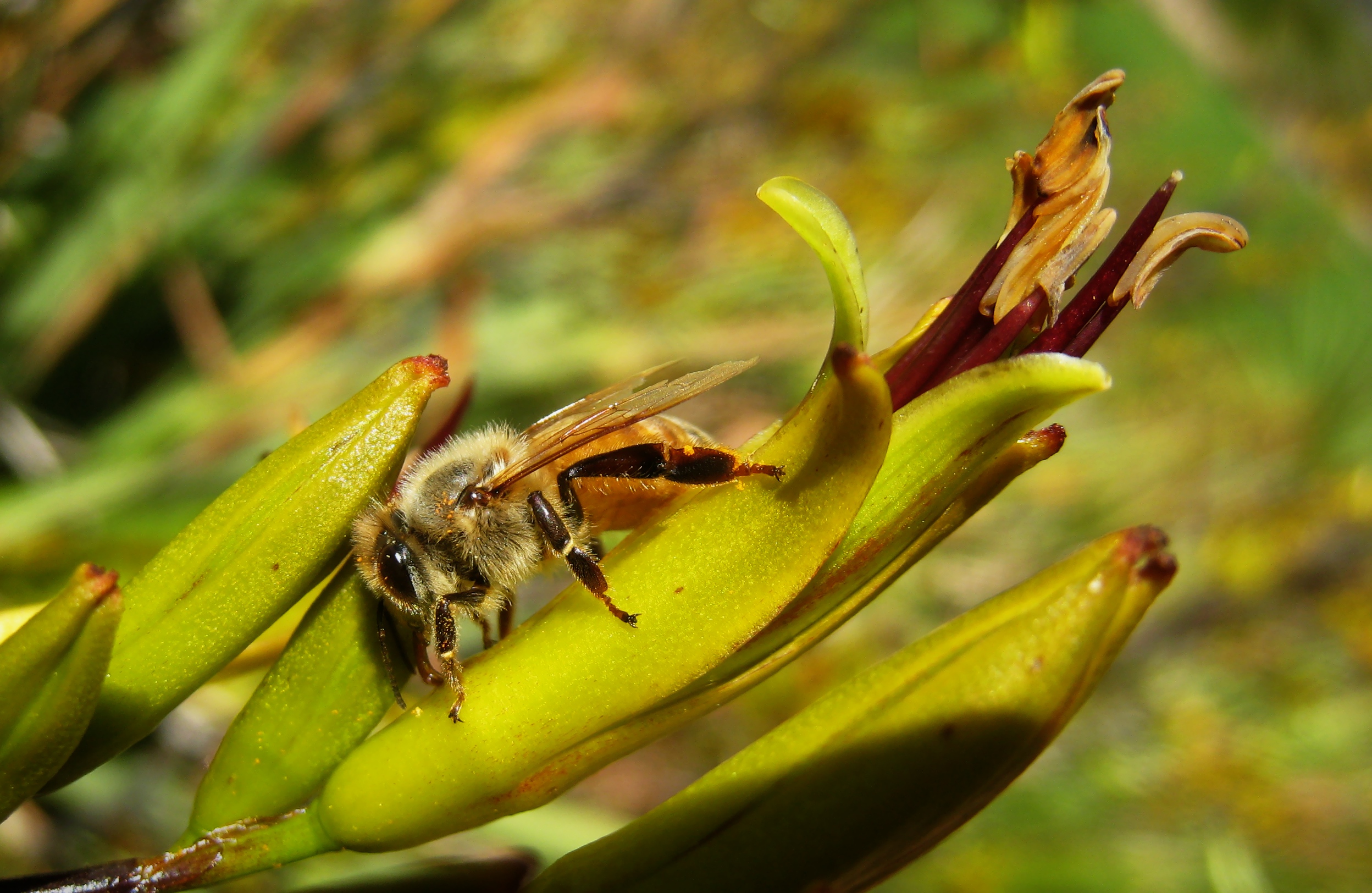 Honeybee drinking from mountain flax flower