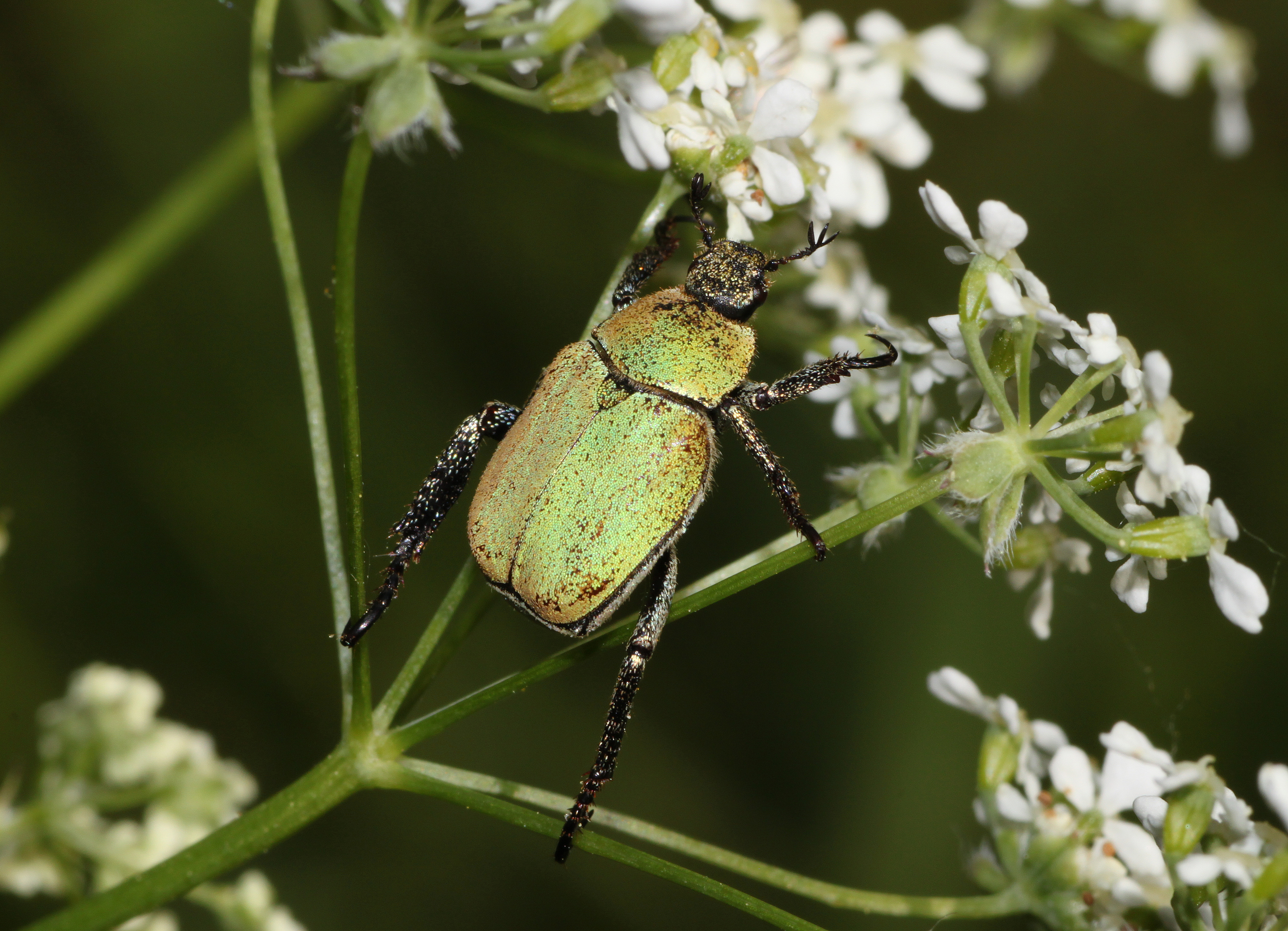 Hoplia-argentea-Laubkäfer