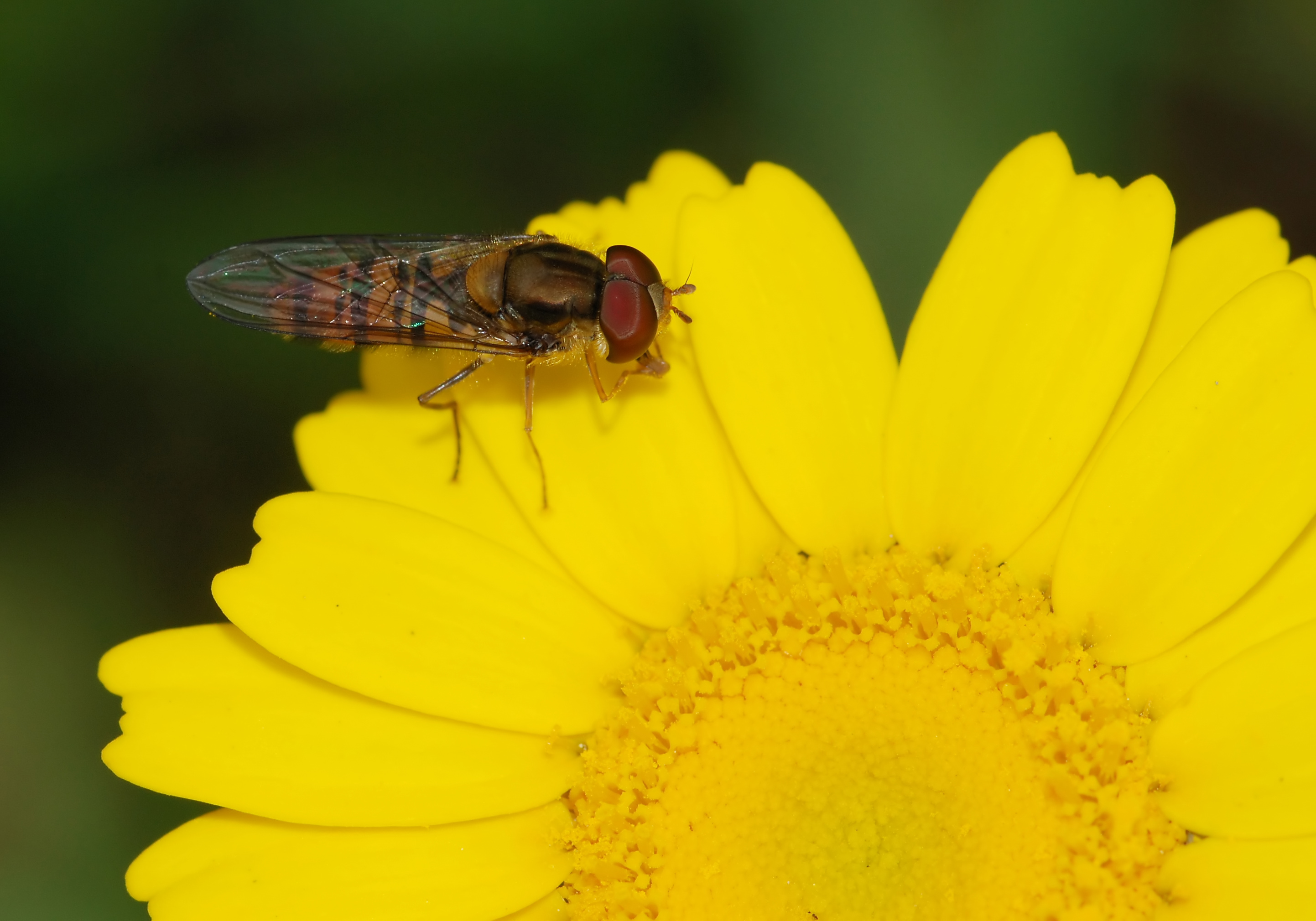 Hoverfly April 2010-1a