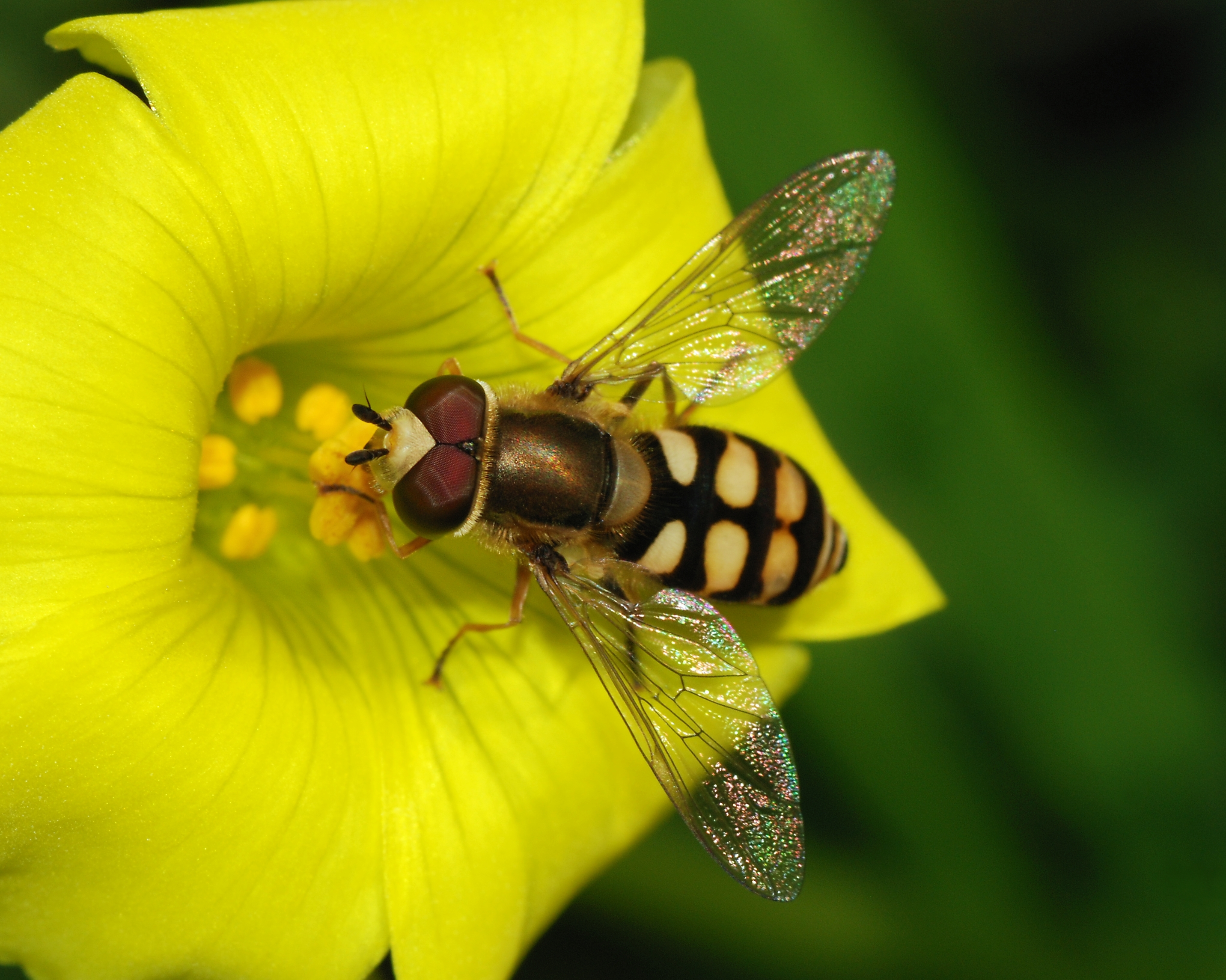 Hoverfly January 2008-6