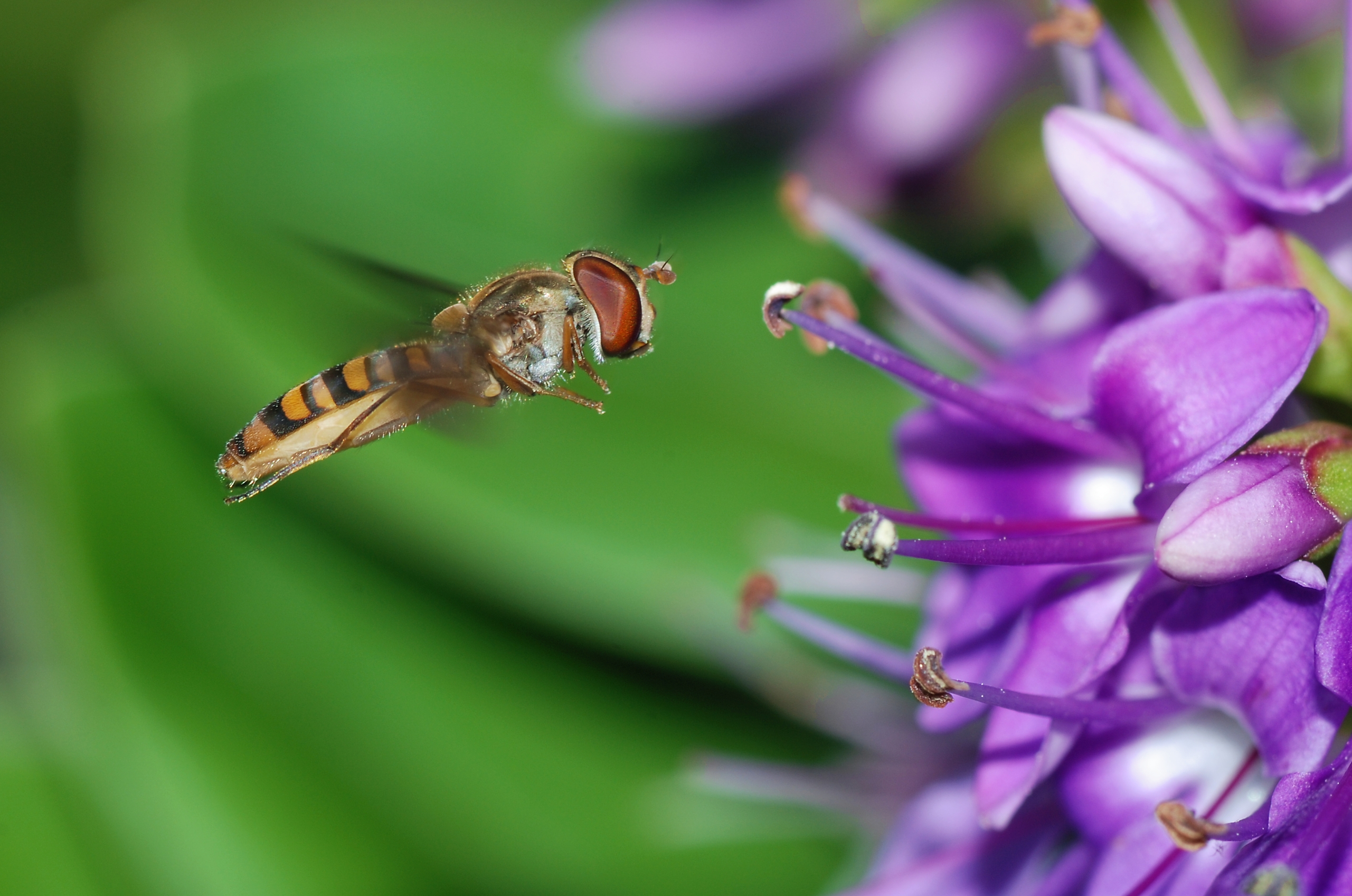 Hoverfly May 2008-8