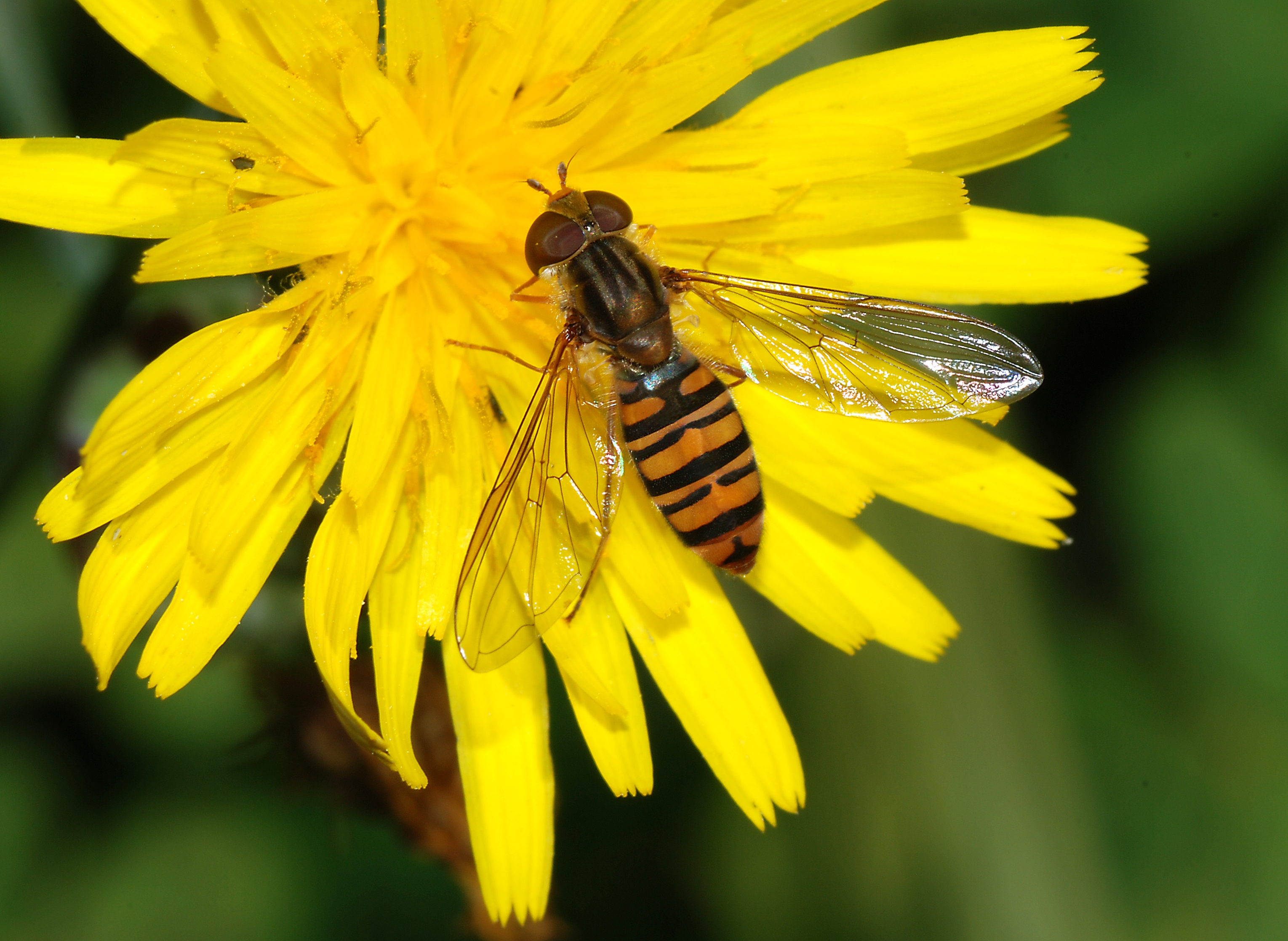 Hoverfly November 2007-3