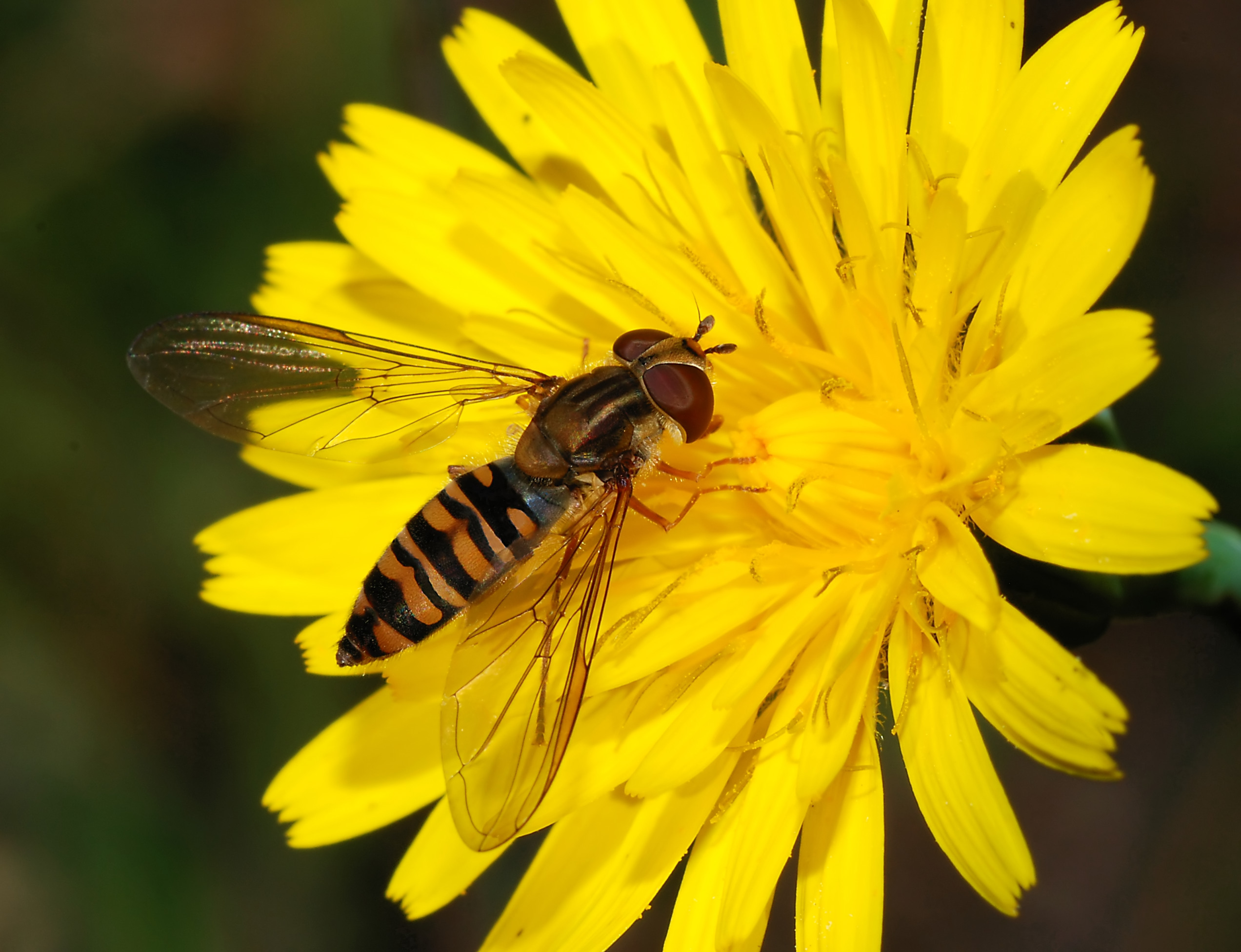 Hoverfly November 2007-5