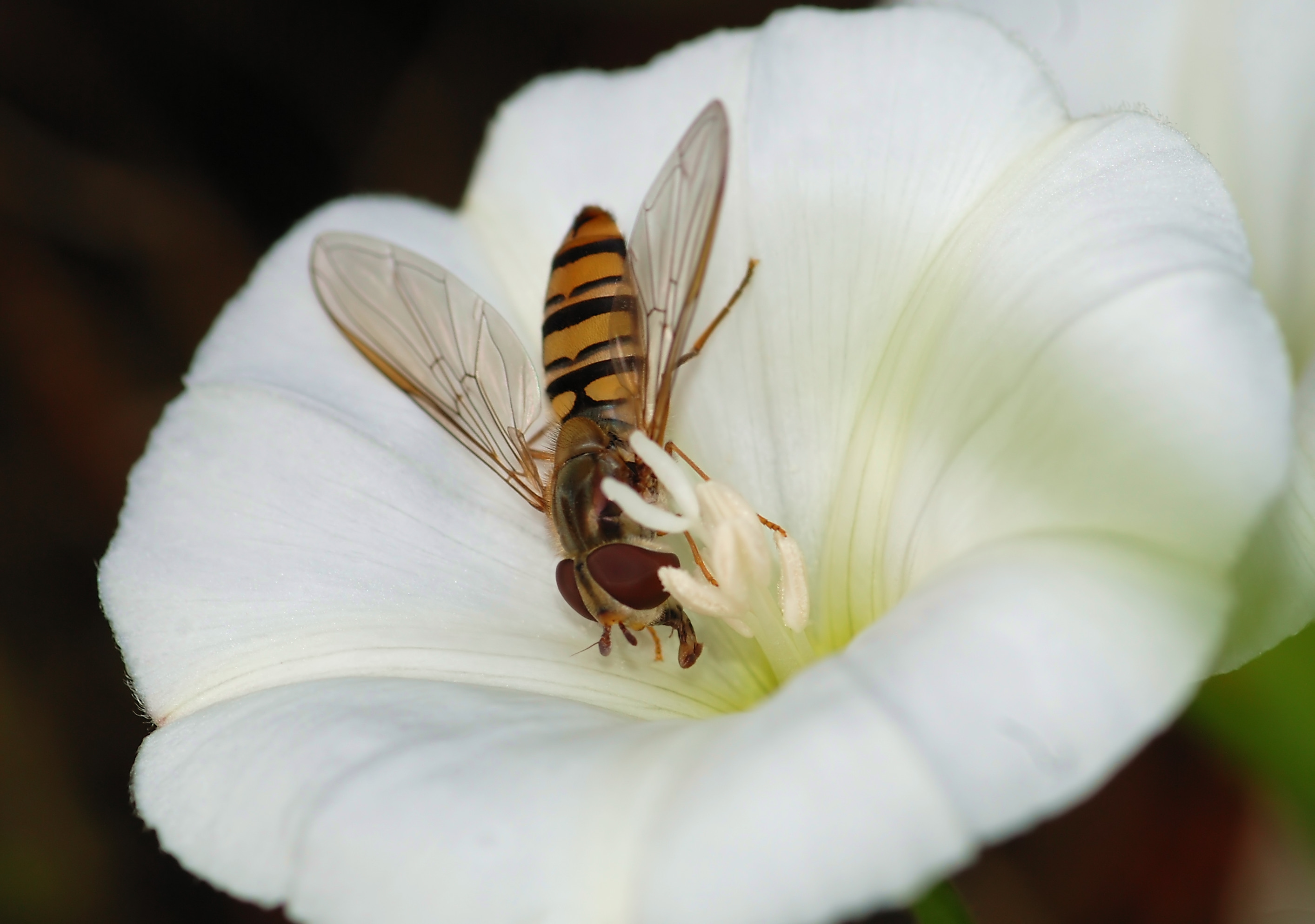 Hoverfly September 2008-1