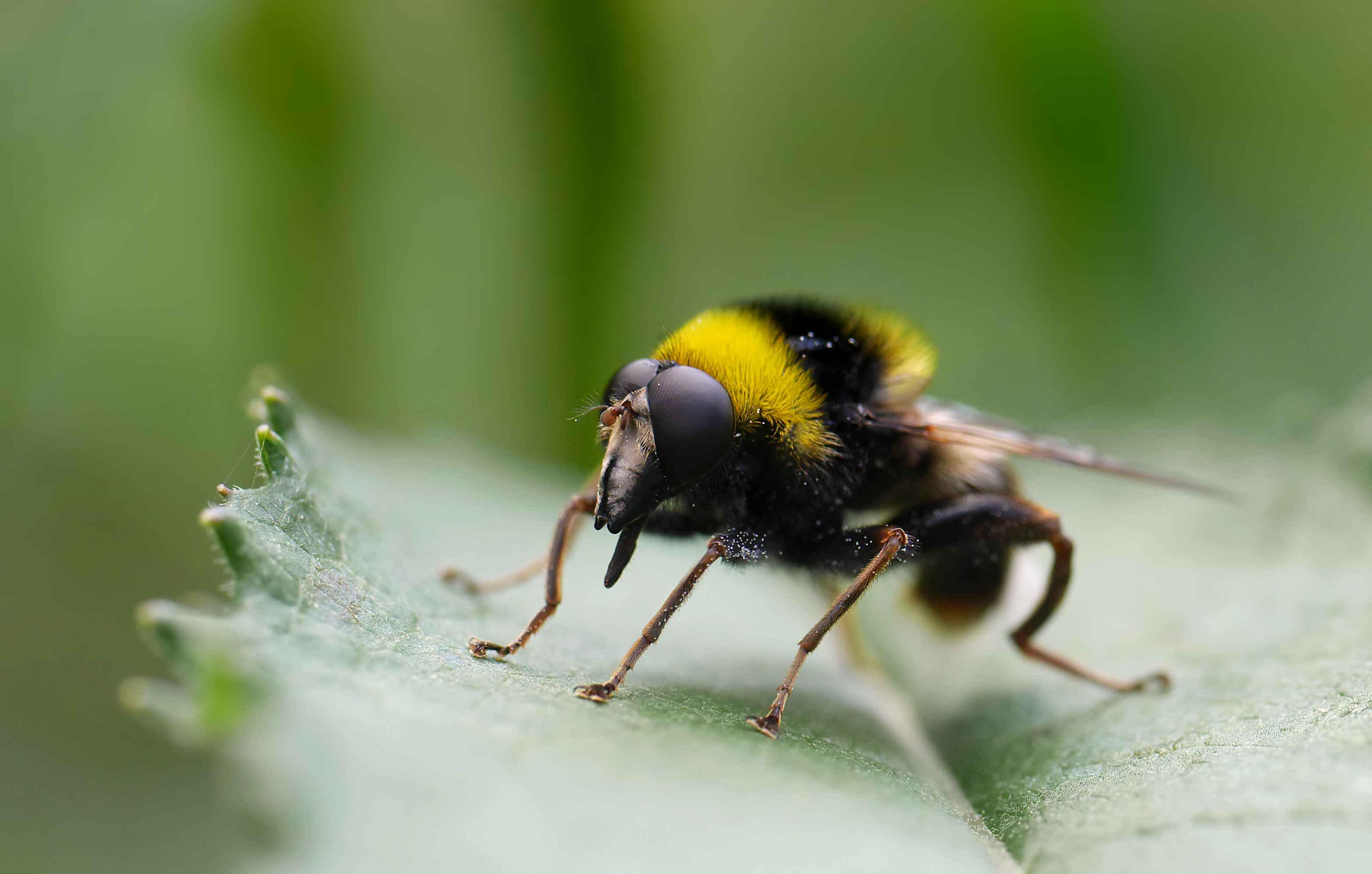 Hummel-Gebirgsschwebfliege (Arctophila bombiformis), Hohlenwiesbach, Rocherath, Ostbelgien (19476394243)