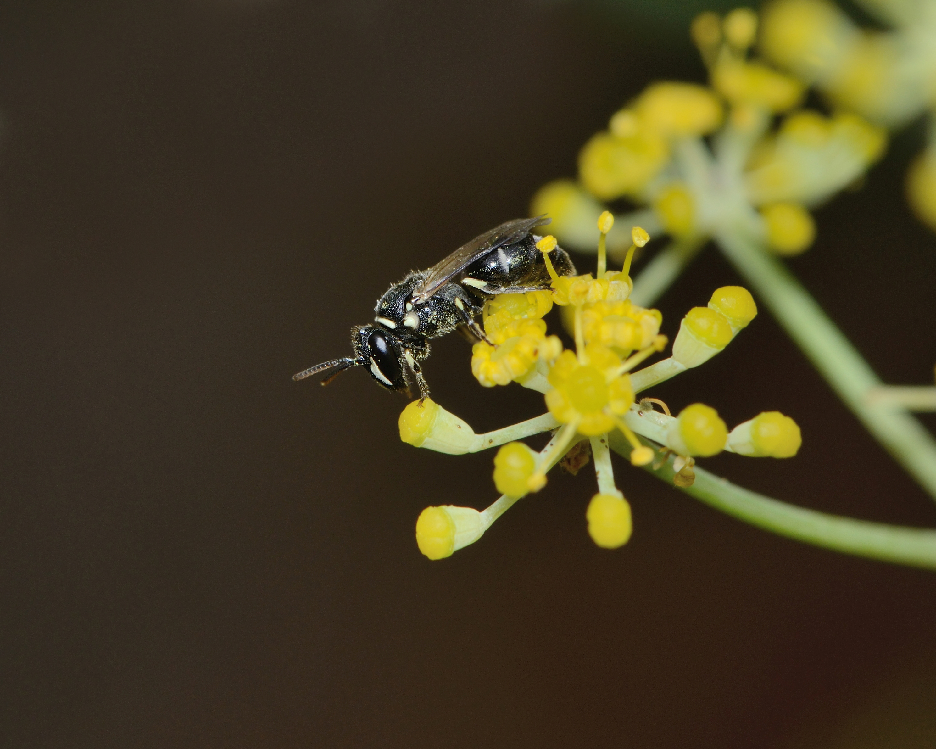 Hylaeus adspersus female 1