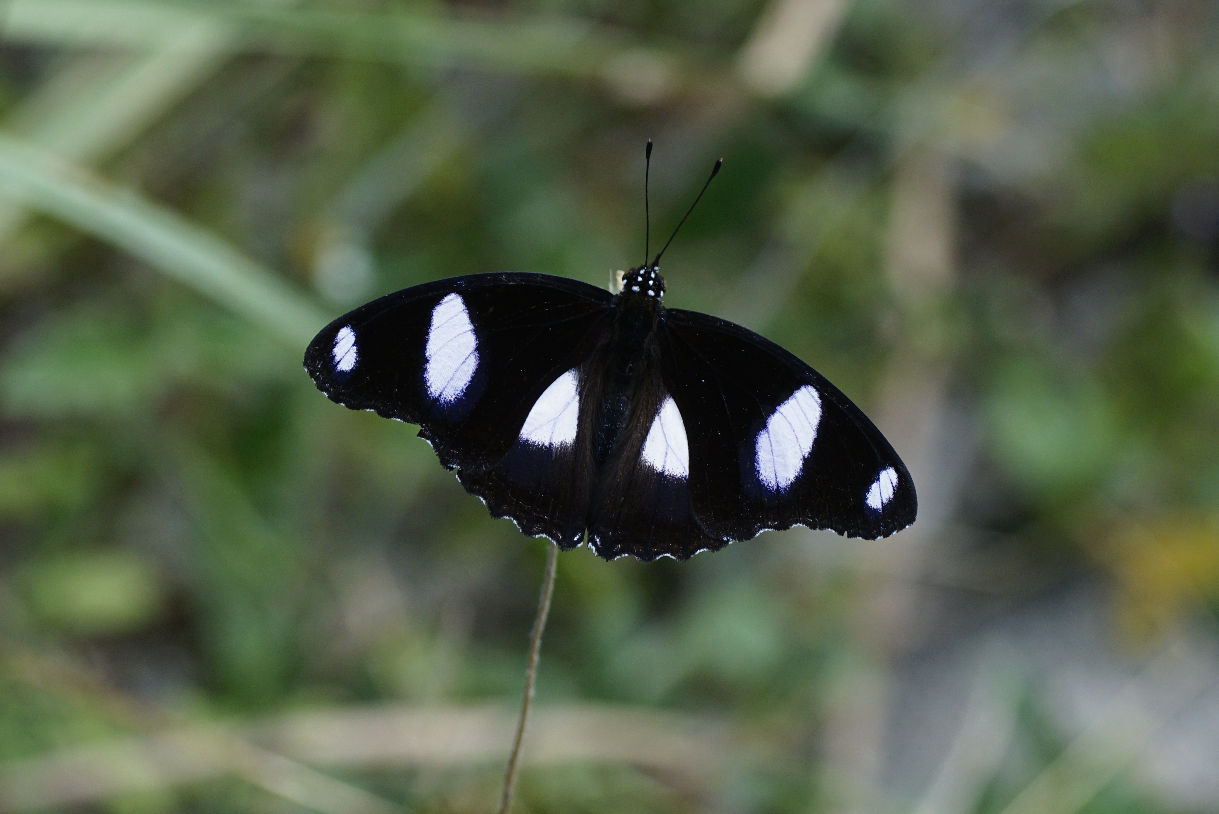 Hypolimnas misippus (male) 6408