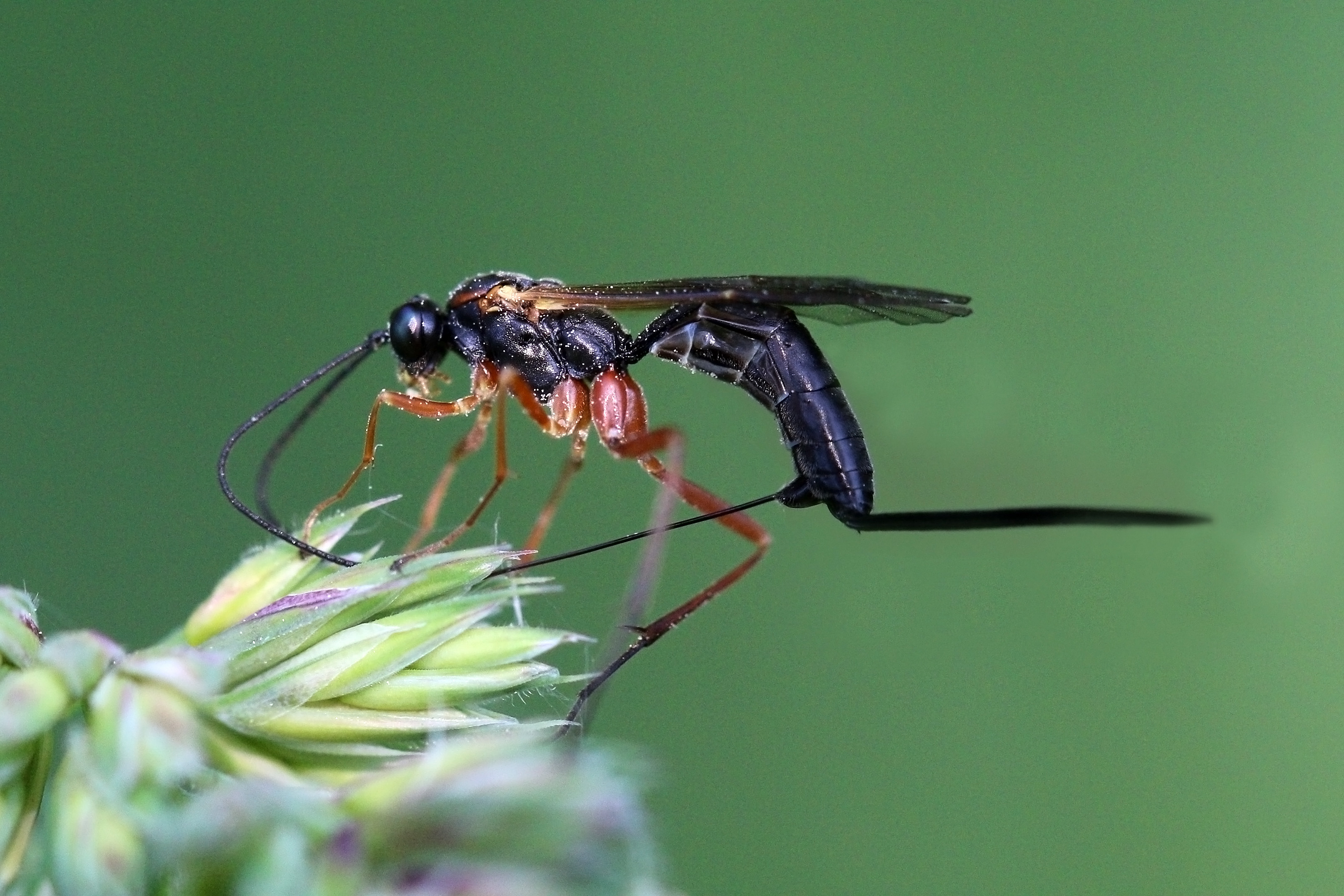 Ichneumon wasp (Ichneumonidae sp) female