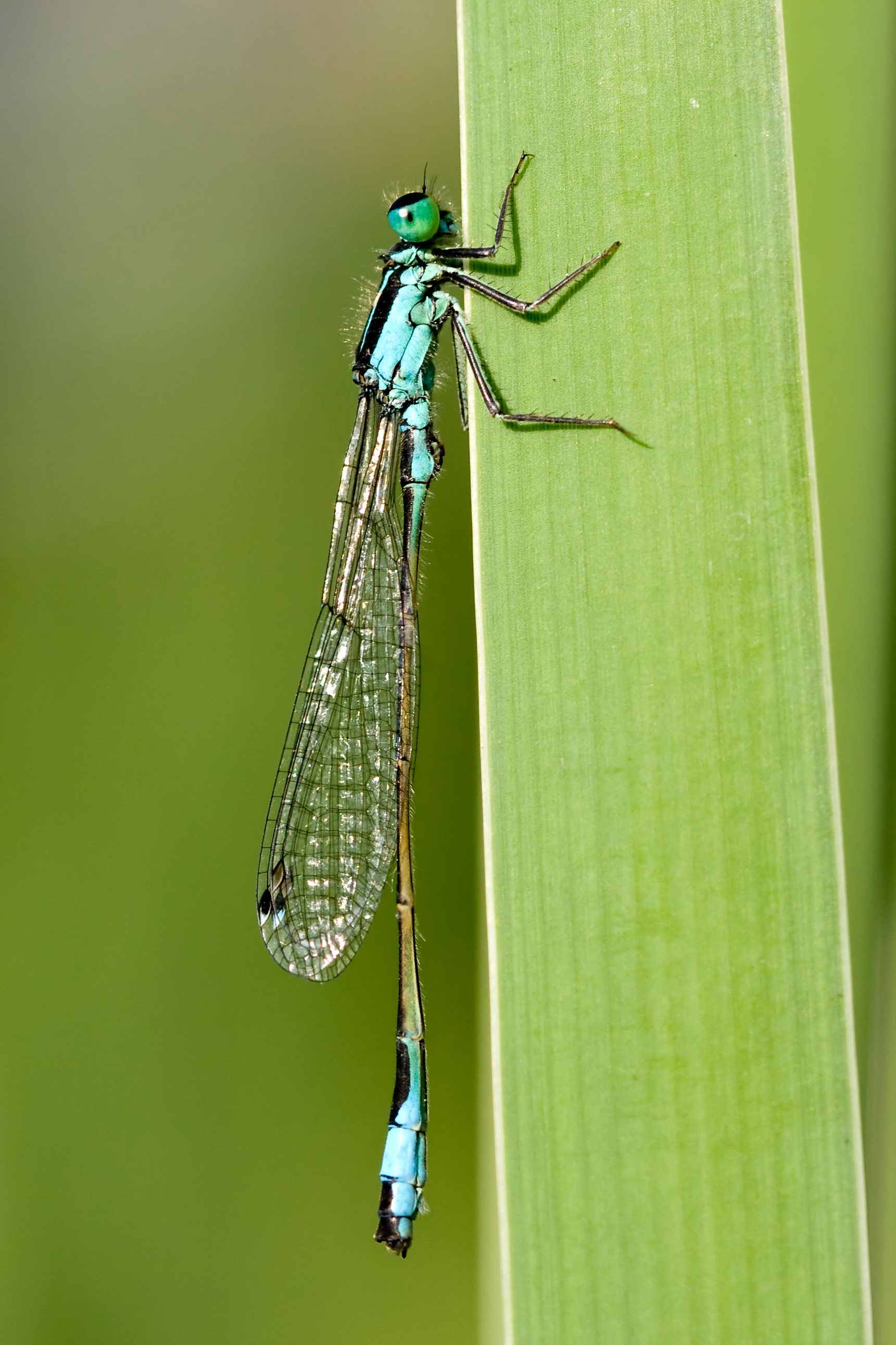 Ischnura elegans 15(loz)