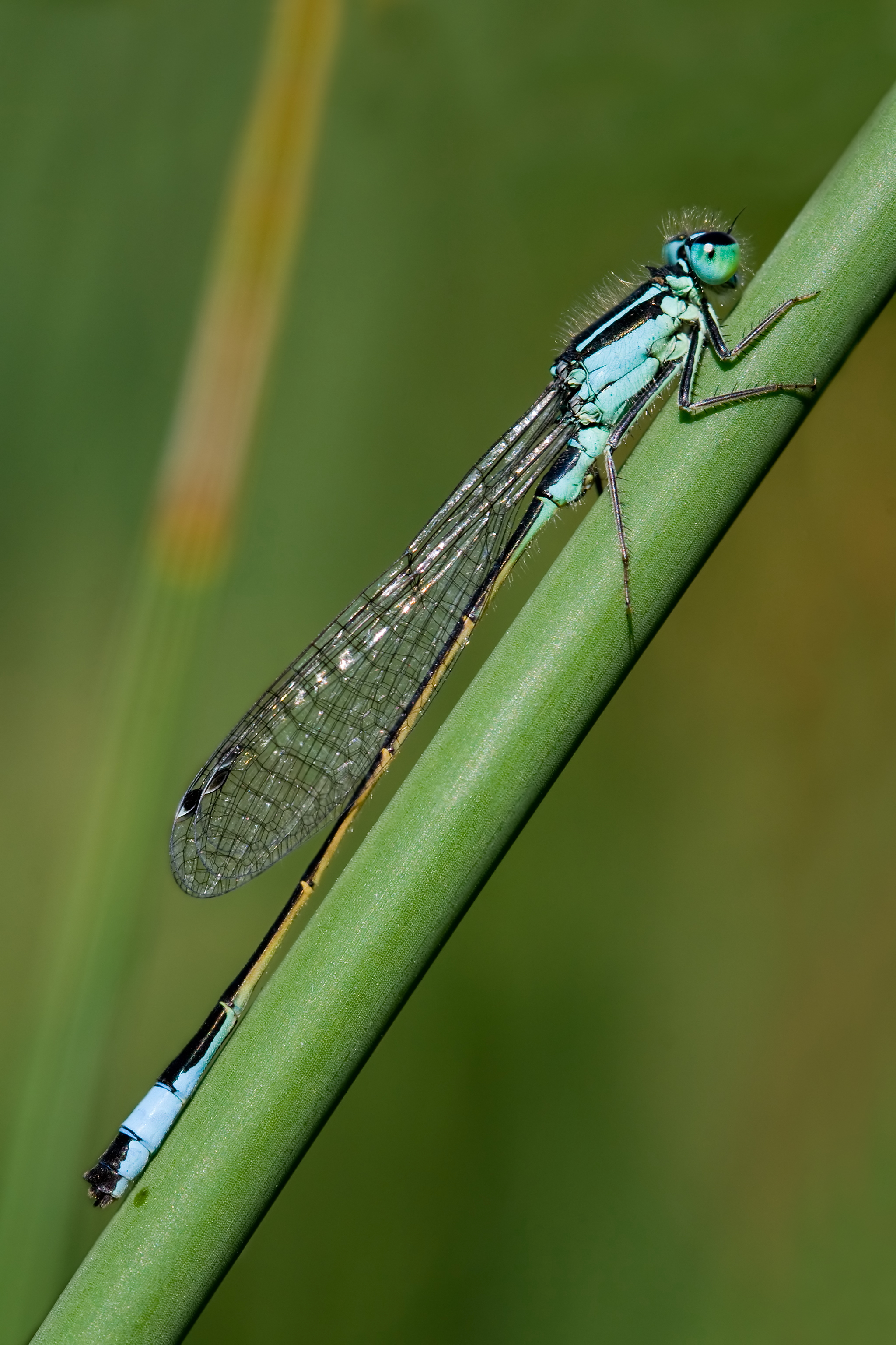 Ischnura elegans 6(loz)