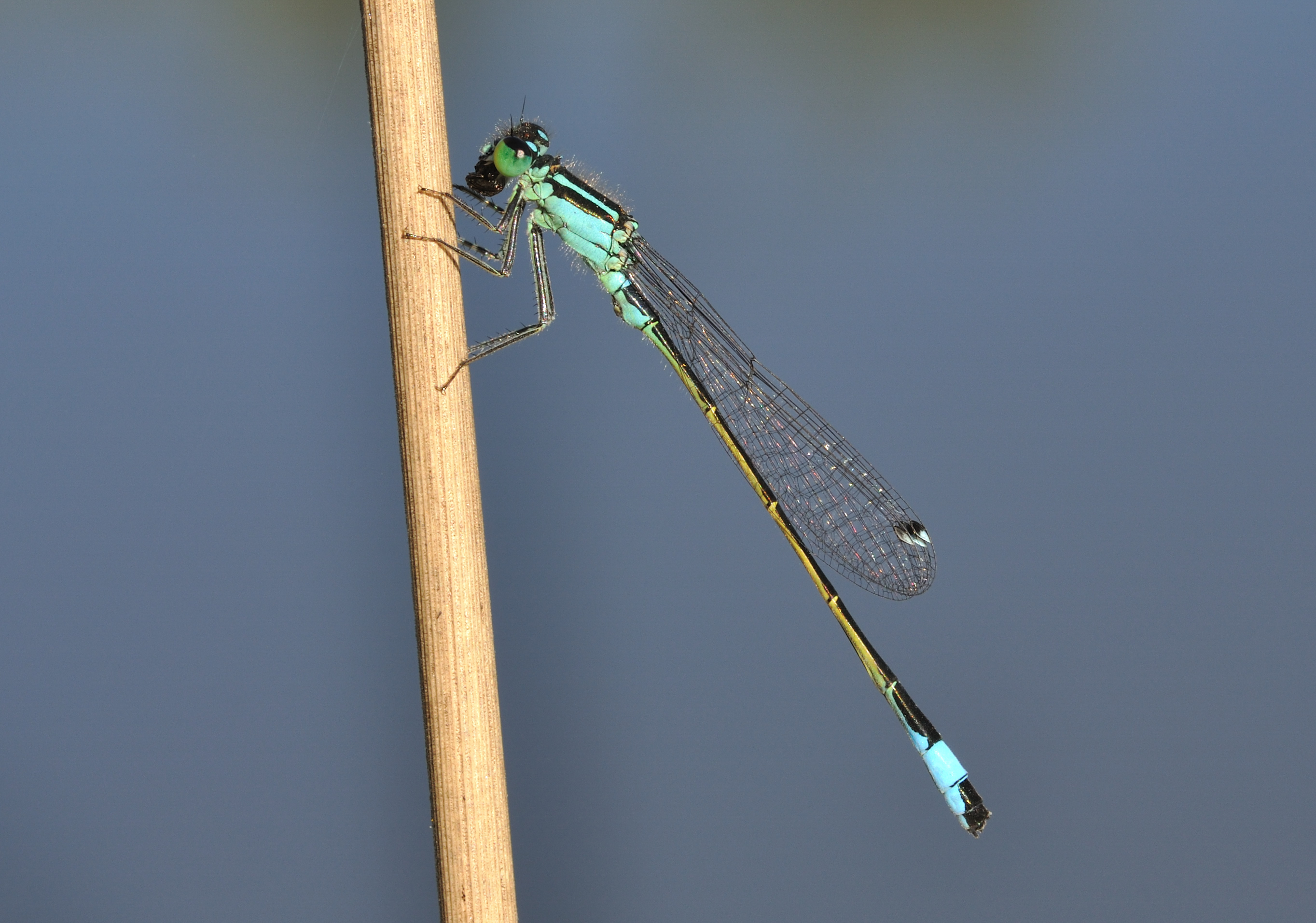 Ischnura elegans qtl14