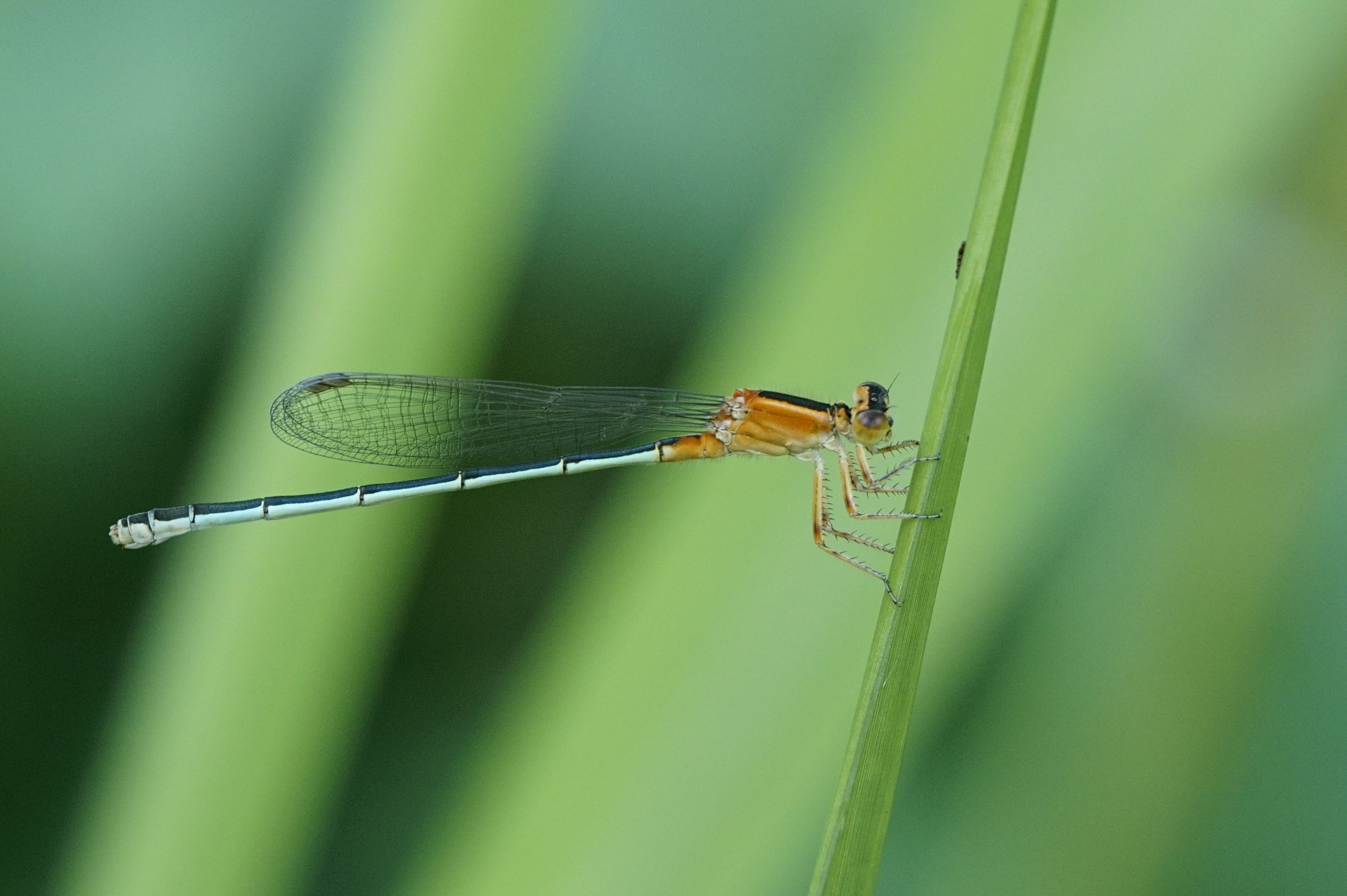 Ischnura senegalensis 0861