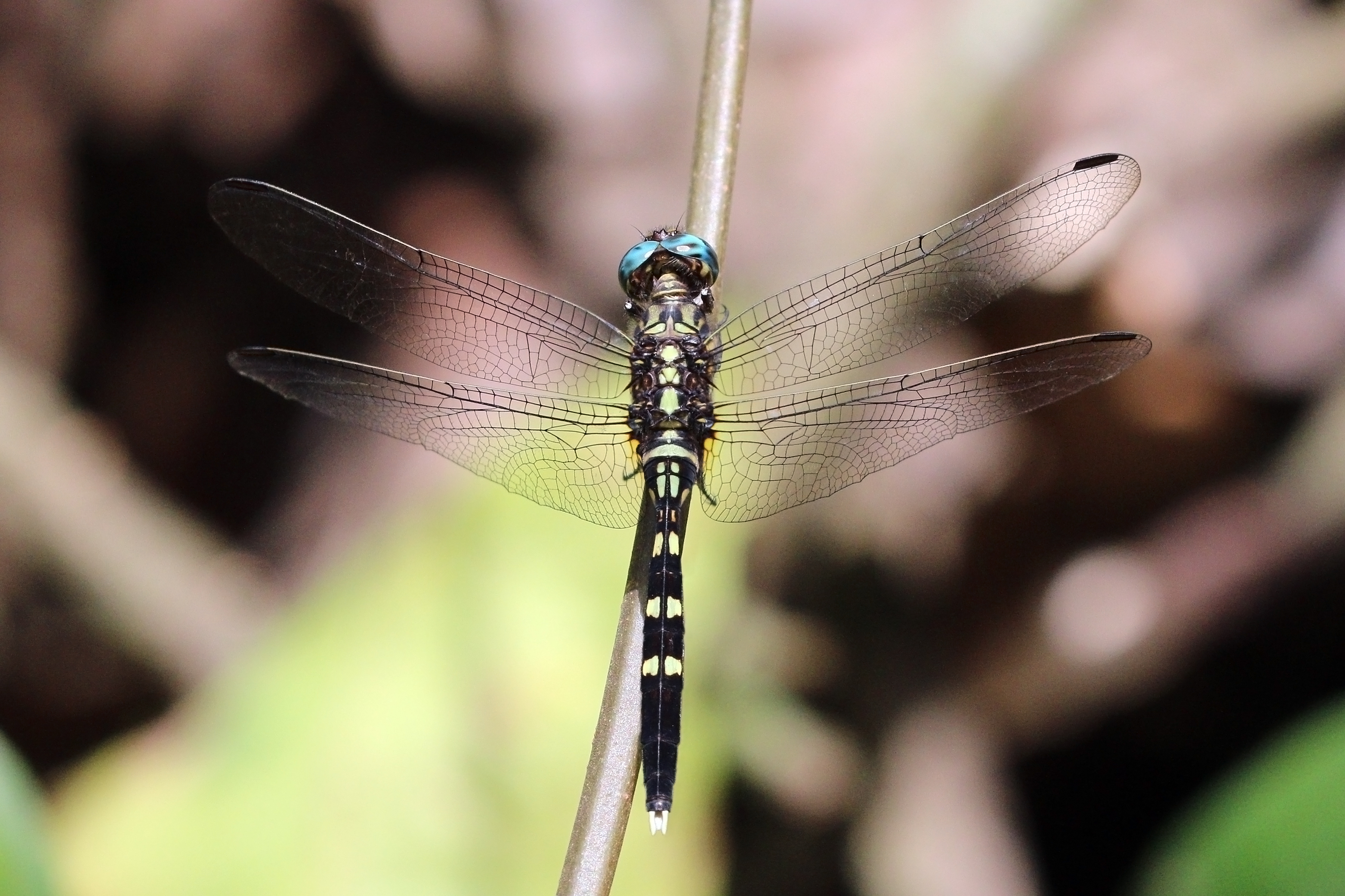 Julia skimmer (Orthetrum julia) female