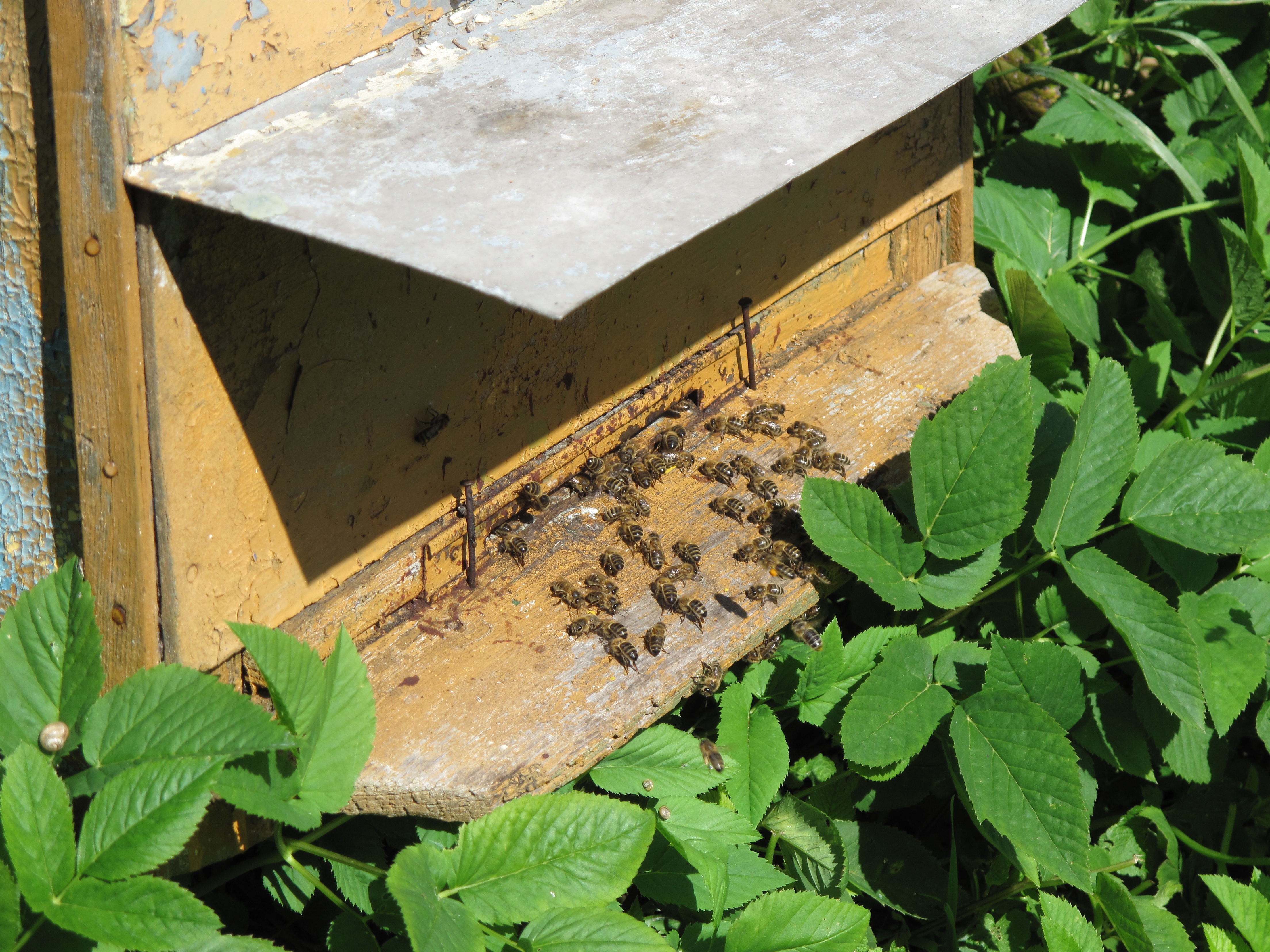 Krolewo Bienen Bees 1