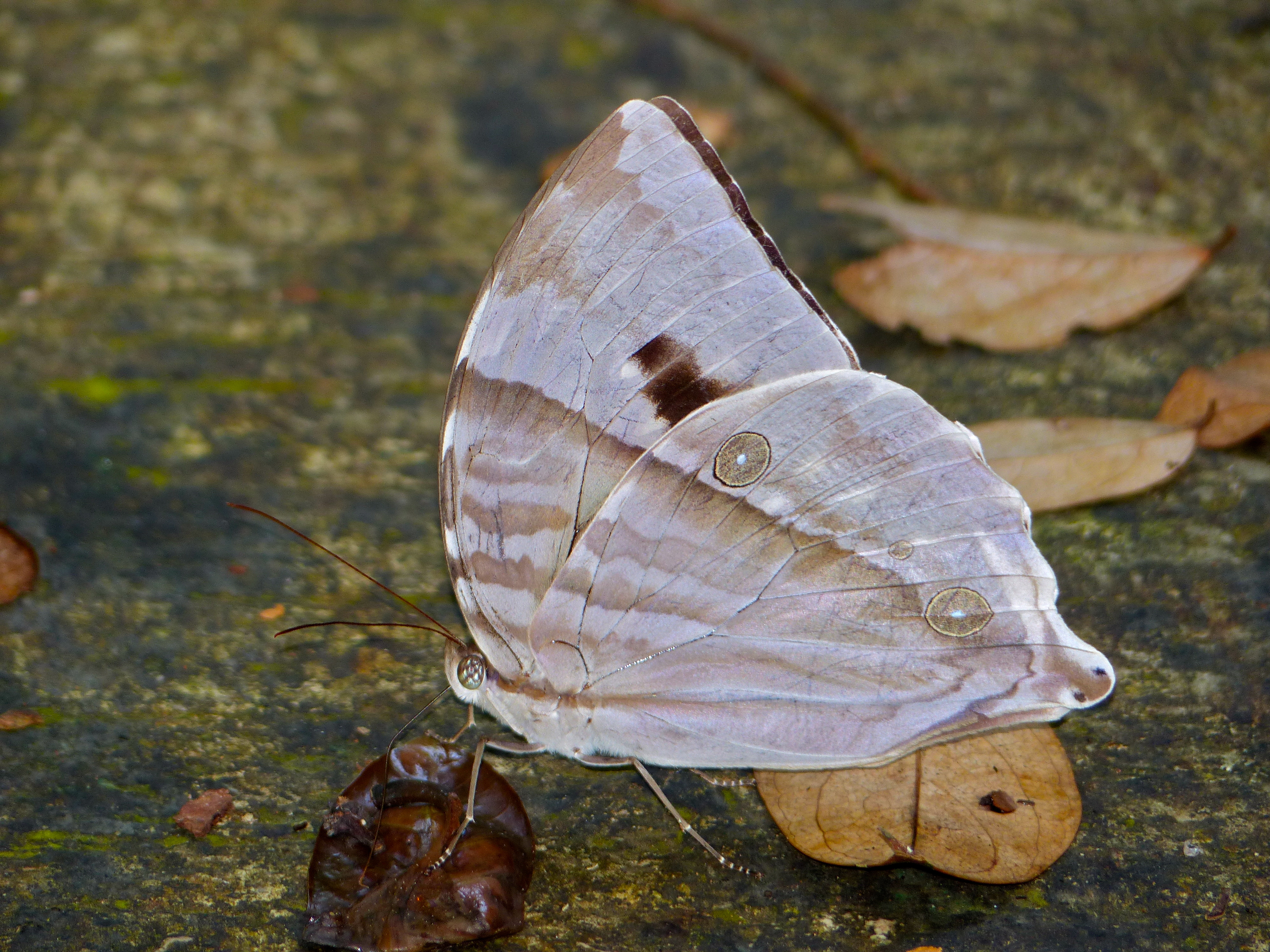 Large Palm King (Zeuxidia aurelius) female (15607506786)