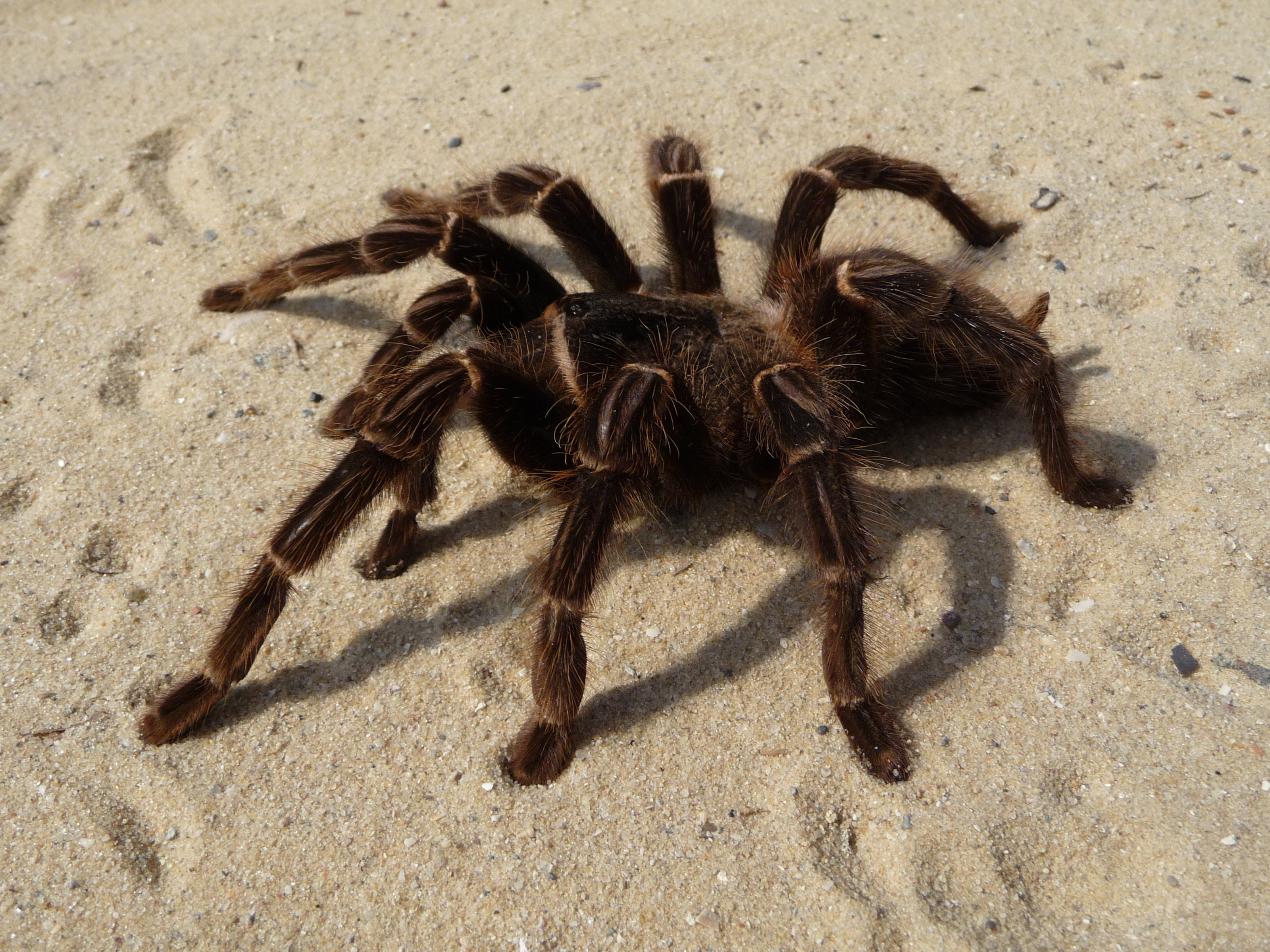 Lasiodora parahybana 2009 G05